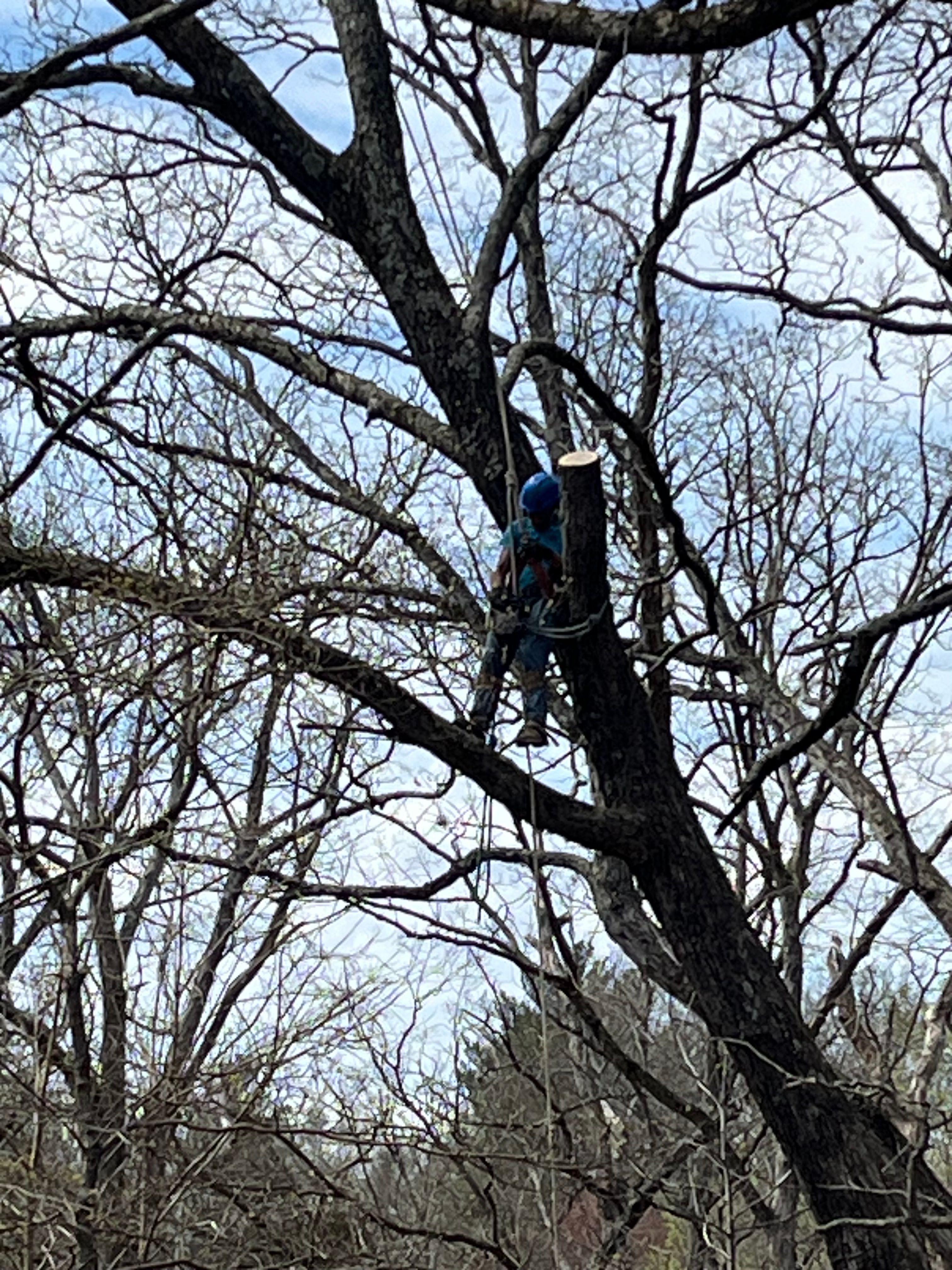  for Stinger Tree Service in Belleville, IL