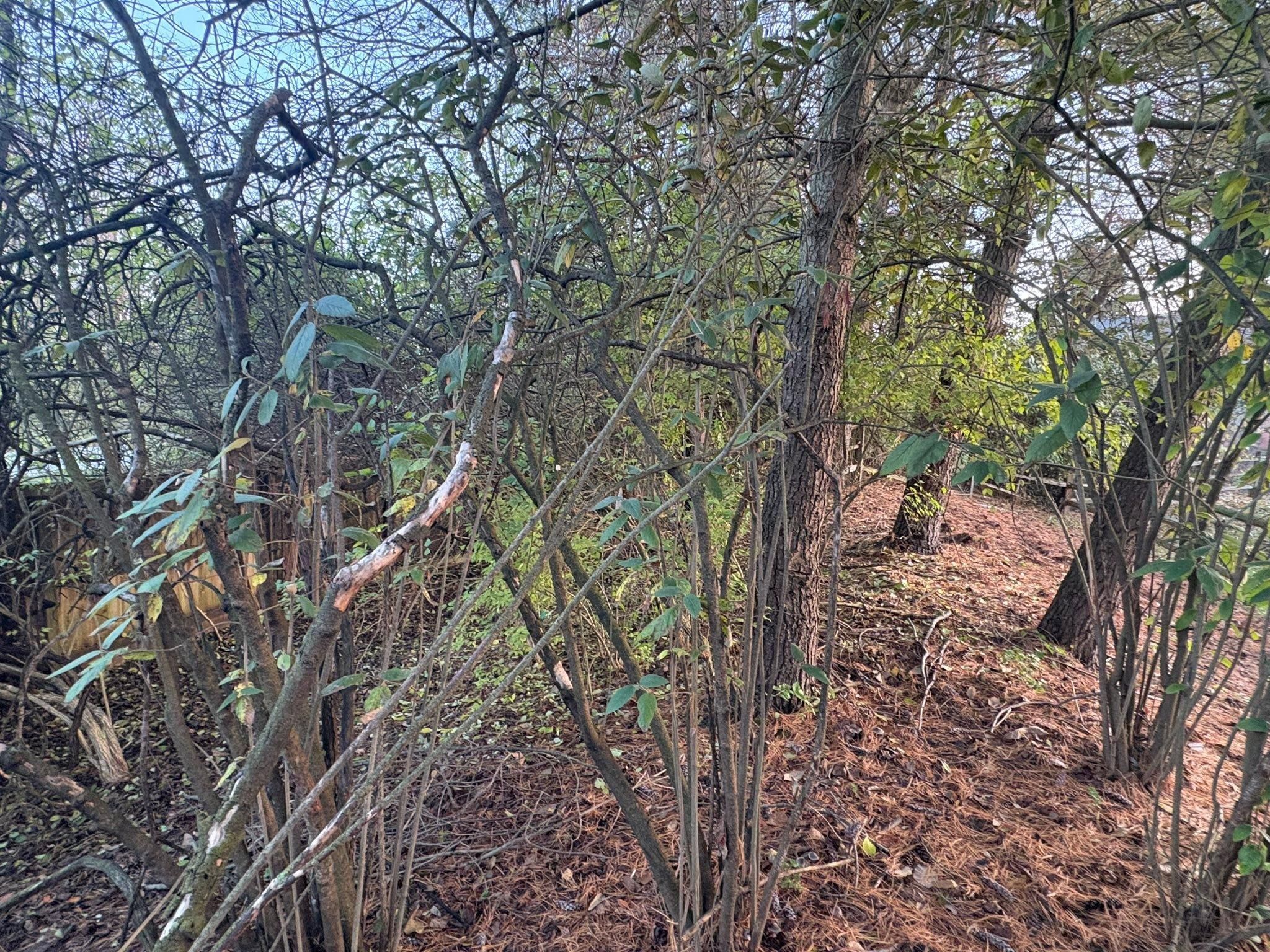  for Dig-It Tree Company in Mason, OH