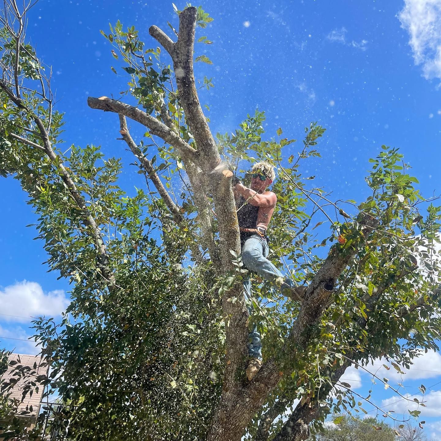  for Tesla Tree Trimming in Kempner, TX