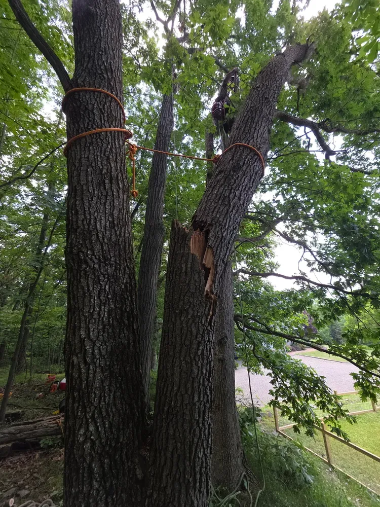 Emergency tree services for Licensed to Cut Tree Service in Athens, PA