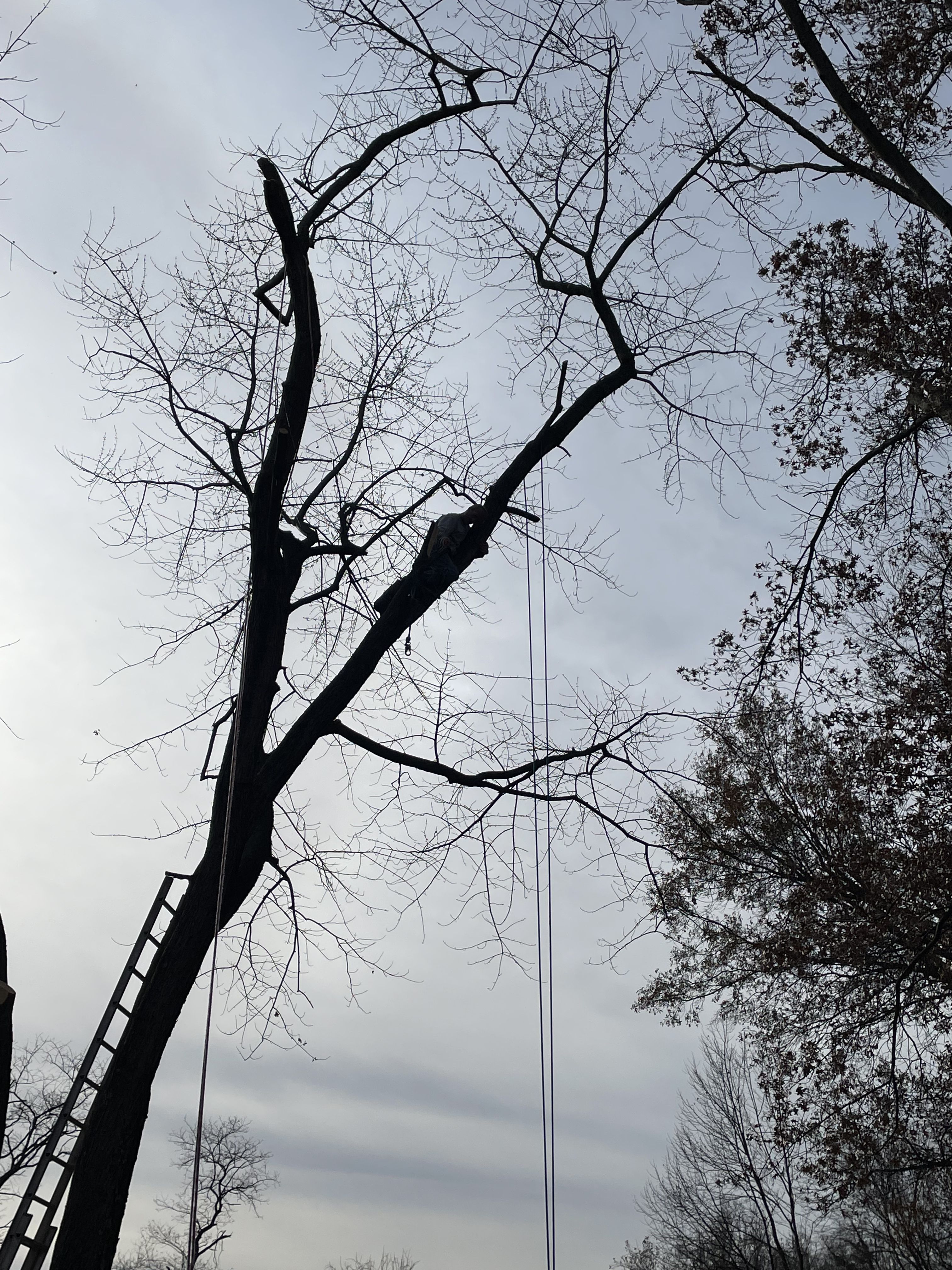  for Stinger Tree Service in Belleville, IL