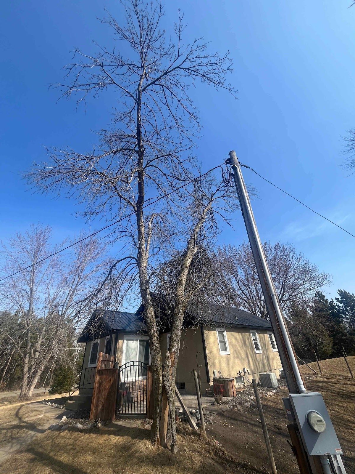 Trees for K and Z Tree Care in Andover, MN