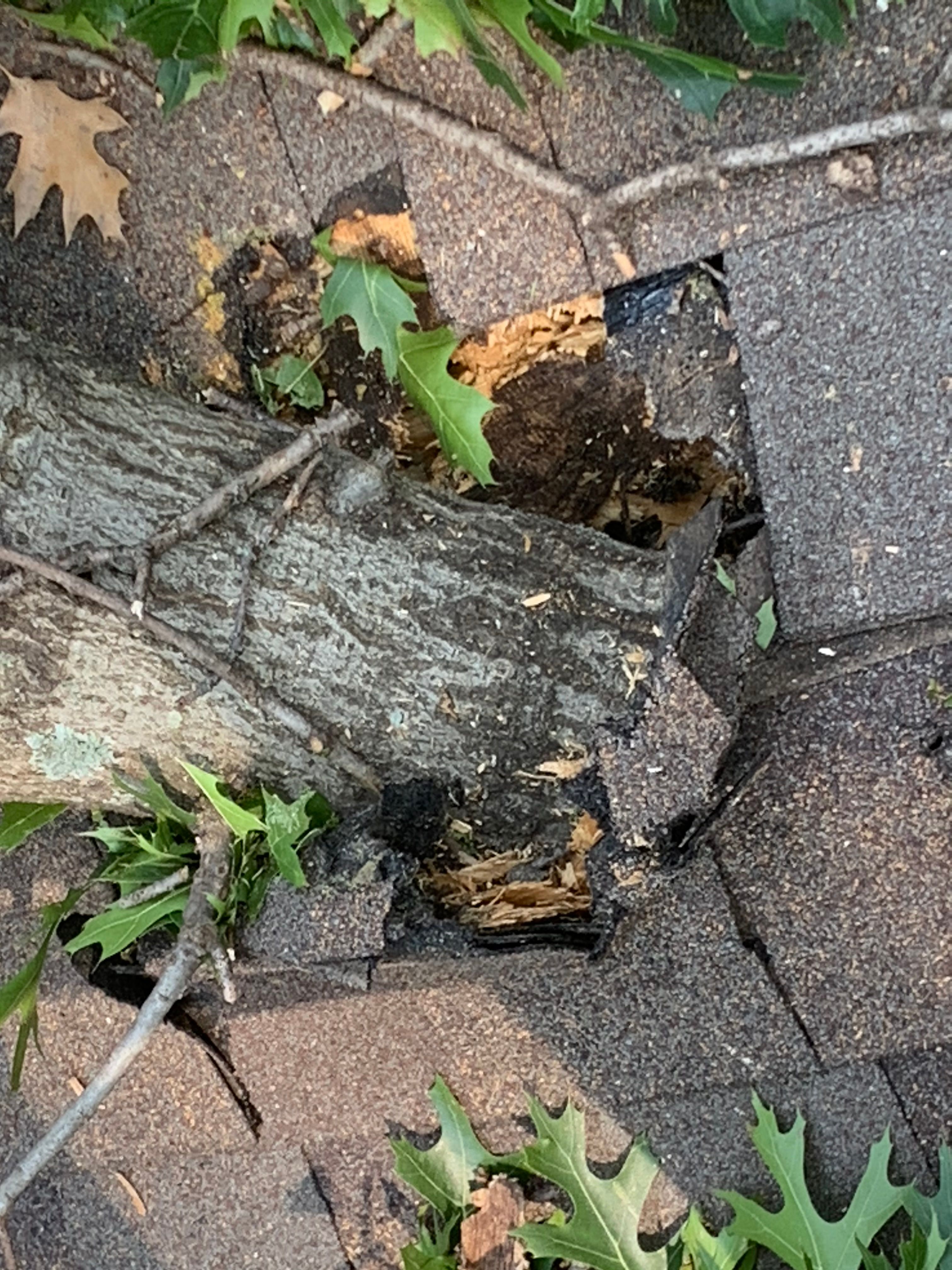  for TLC Professional Tree Service in Bedford, TX
