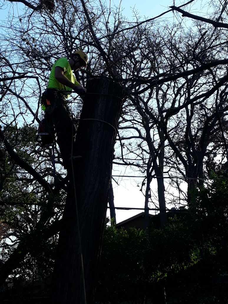  for TLC Professional Tree Service in Bedford, TX