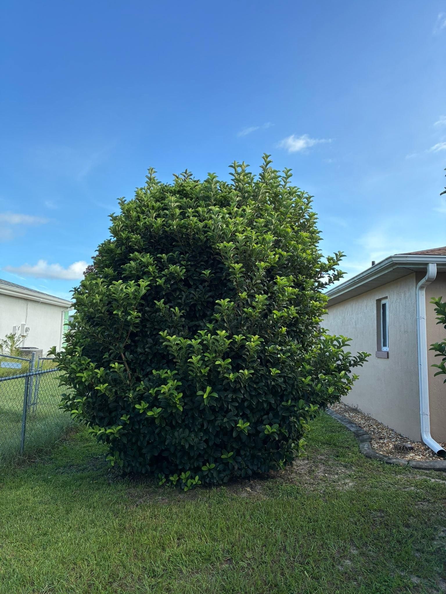 All Photos for Young's Lawn Services LLC in Ocala, FL