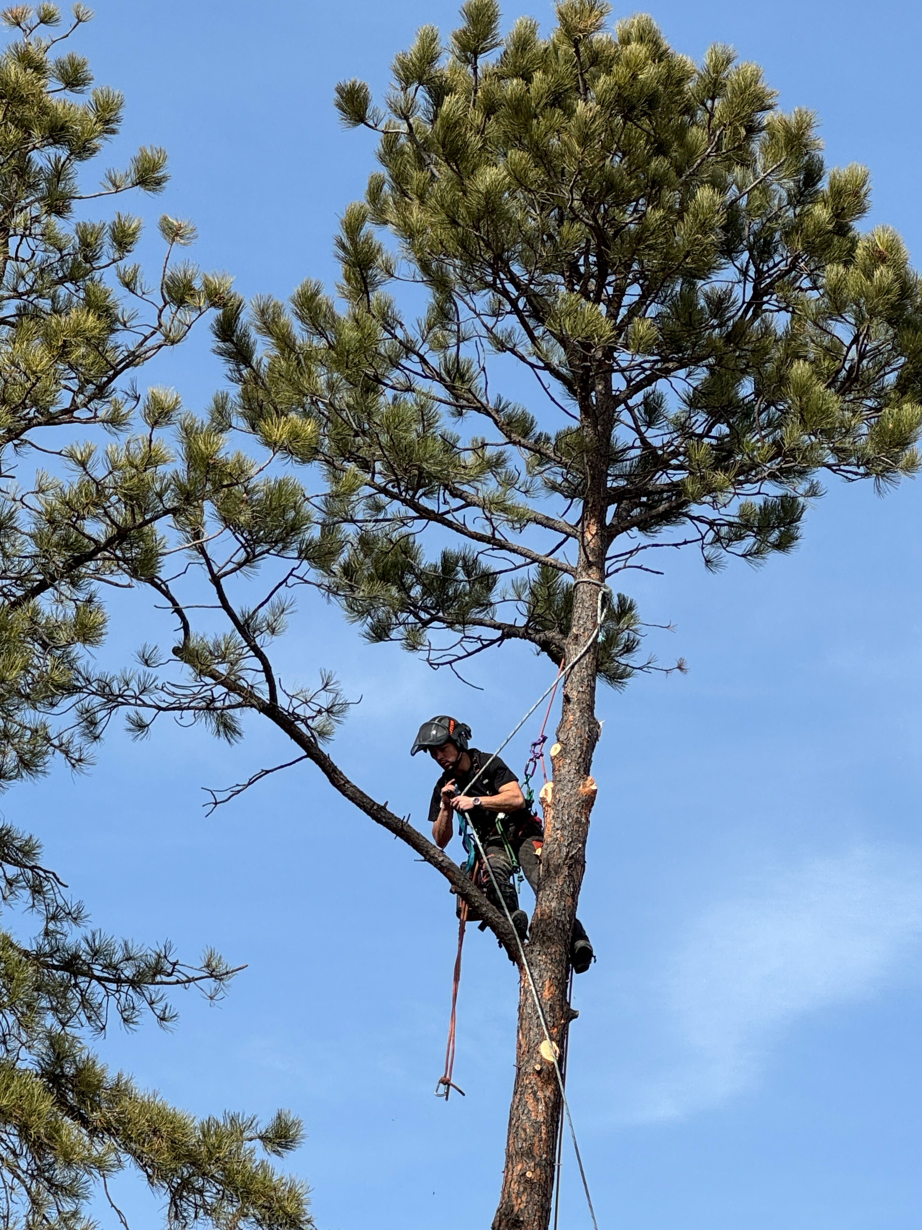  for Elevated Tree Care in Gillette, WY