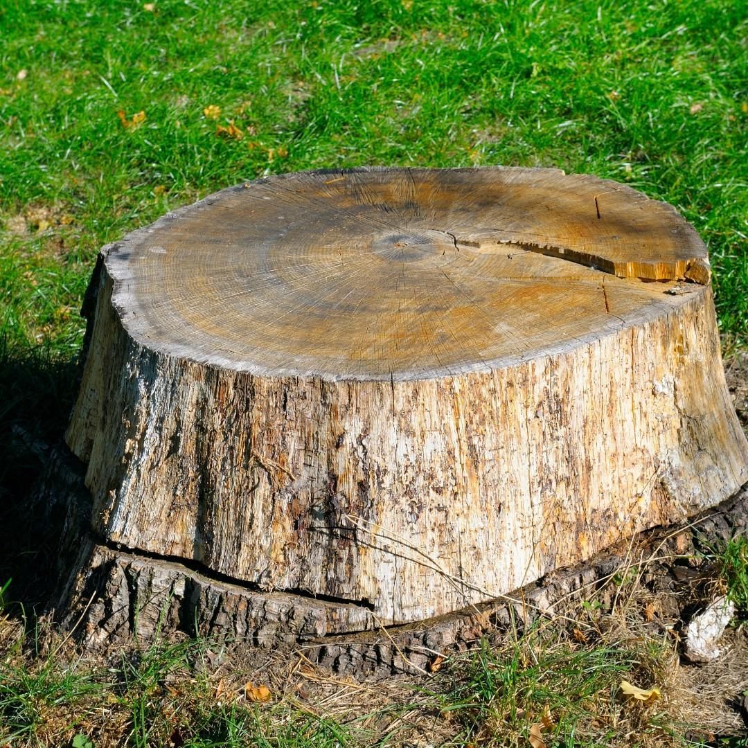  for Tree-B-Gone in Appleton, WI