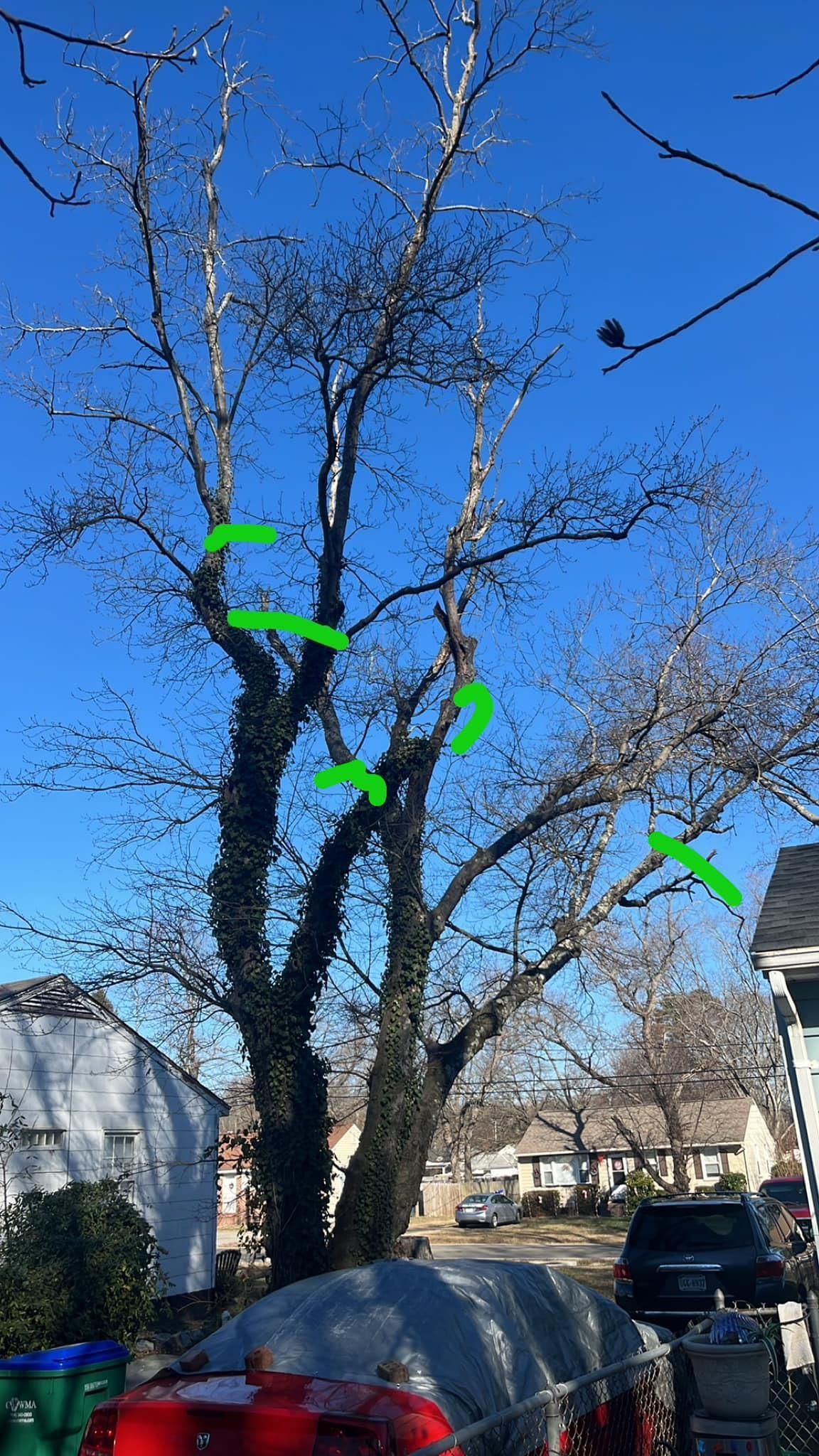  for Ricky's Tree Service & Property Care in Orange, VA