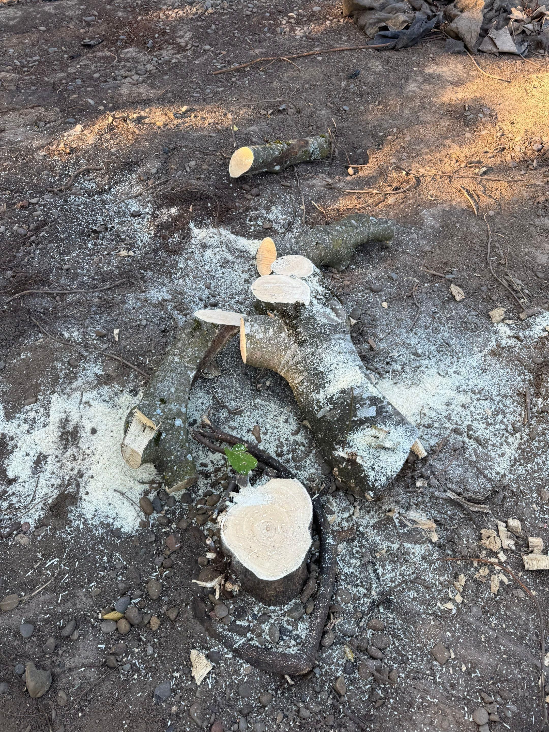  for Willamette Landscaping and Tree Services in Albany, OR