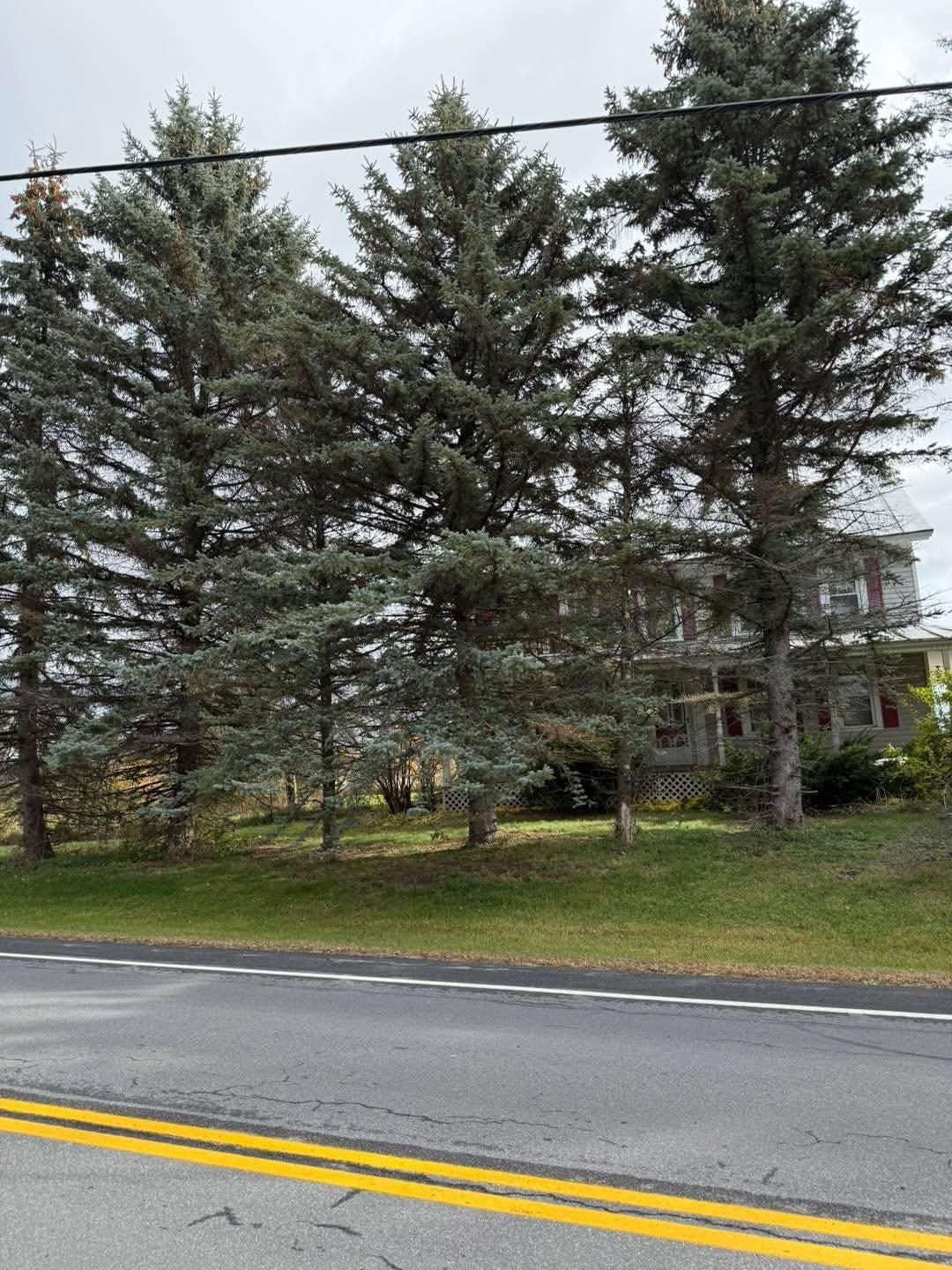  for Sterlings Tree Removal in Cobleskill, New York