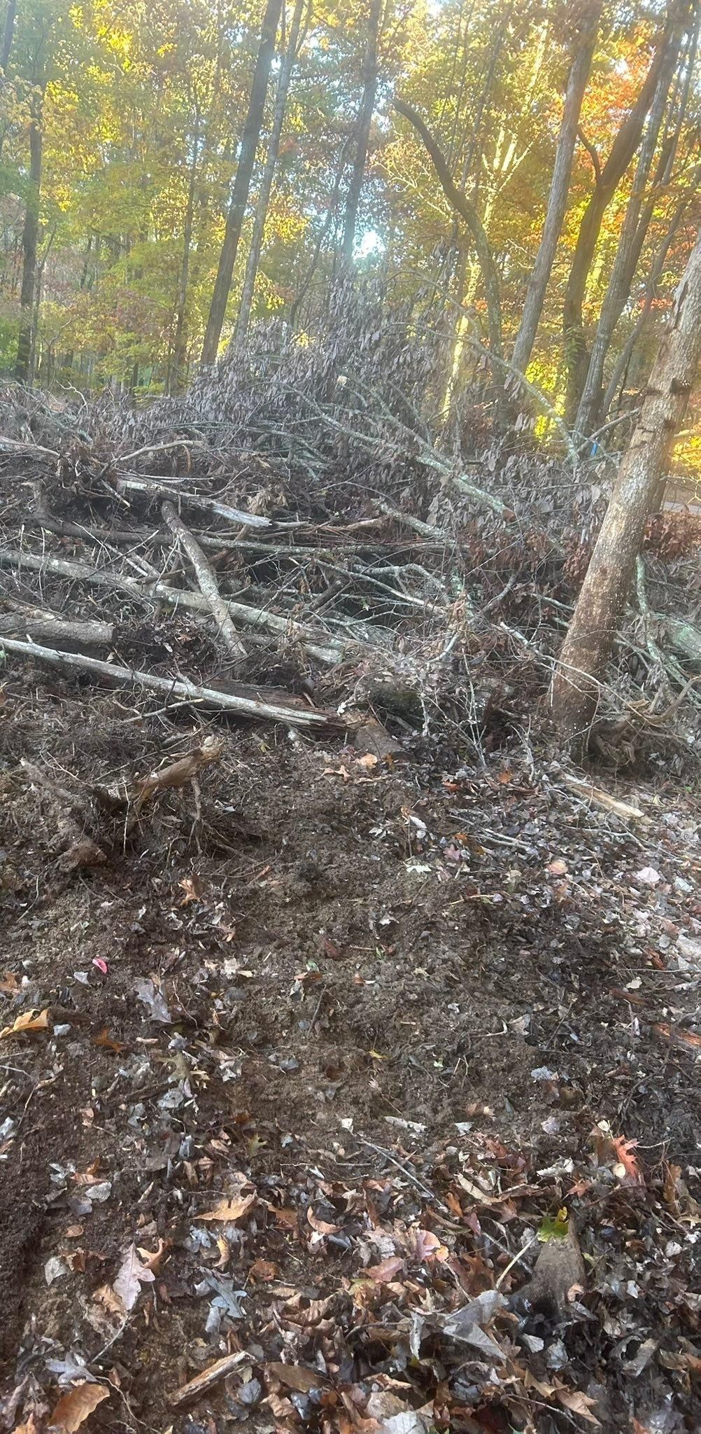  for McBee’s Tree Service in Sewanee, TN