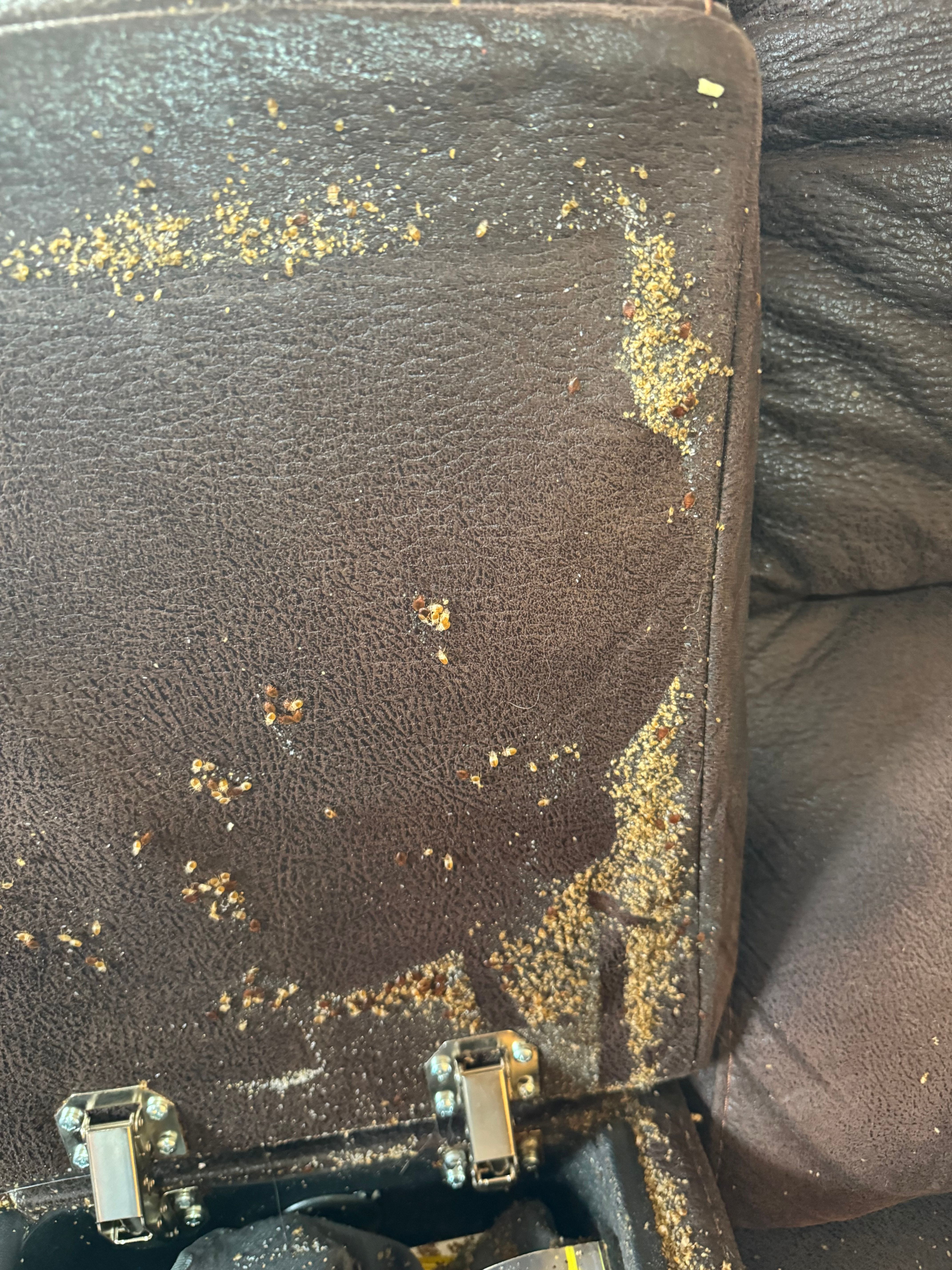  for All-In Pest Control & Home Solutions in Greene County, IN