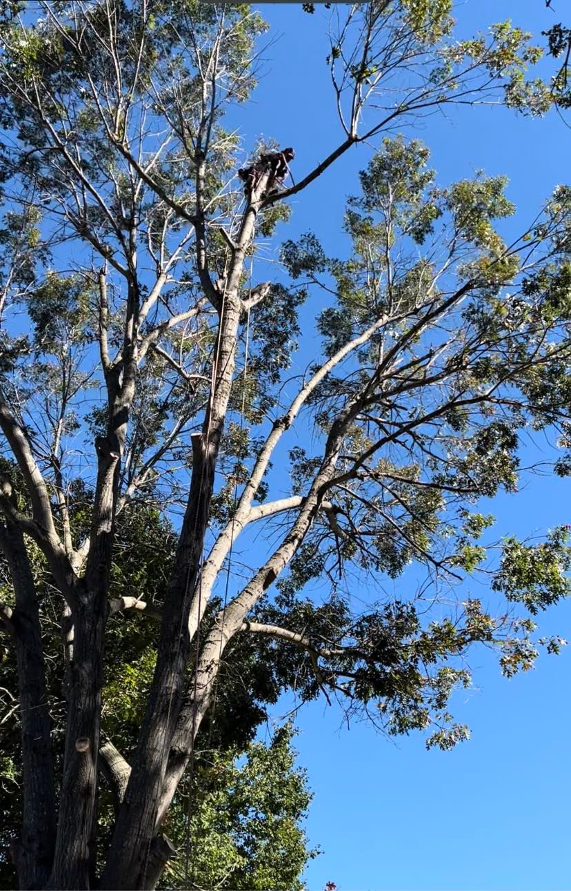  for El Perico Tree Service and Lawn Care, LLC in Boonville, North Carolina