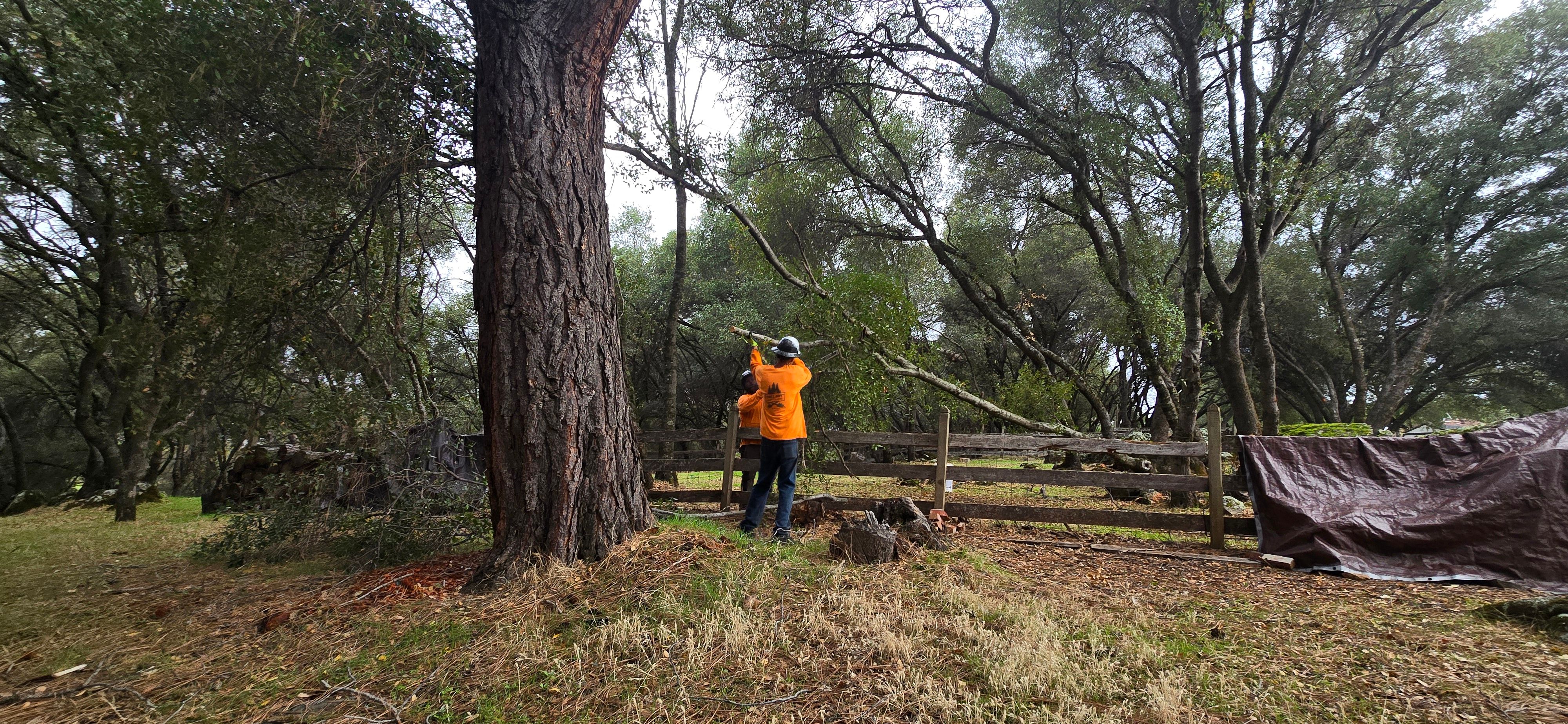  for George Staddan's Professional Tree Care in Placerville, CA