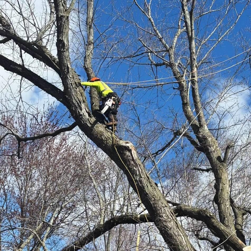  for Oakwood Tree Removal LLC in Oak Creek,  WI
