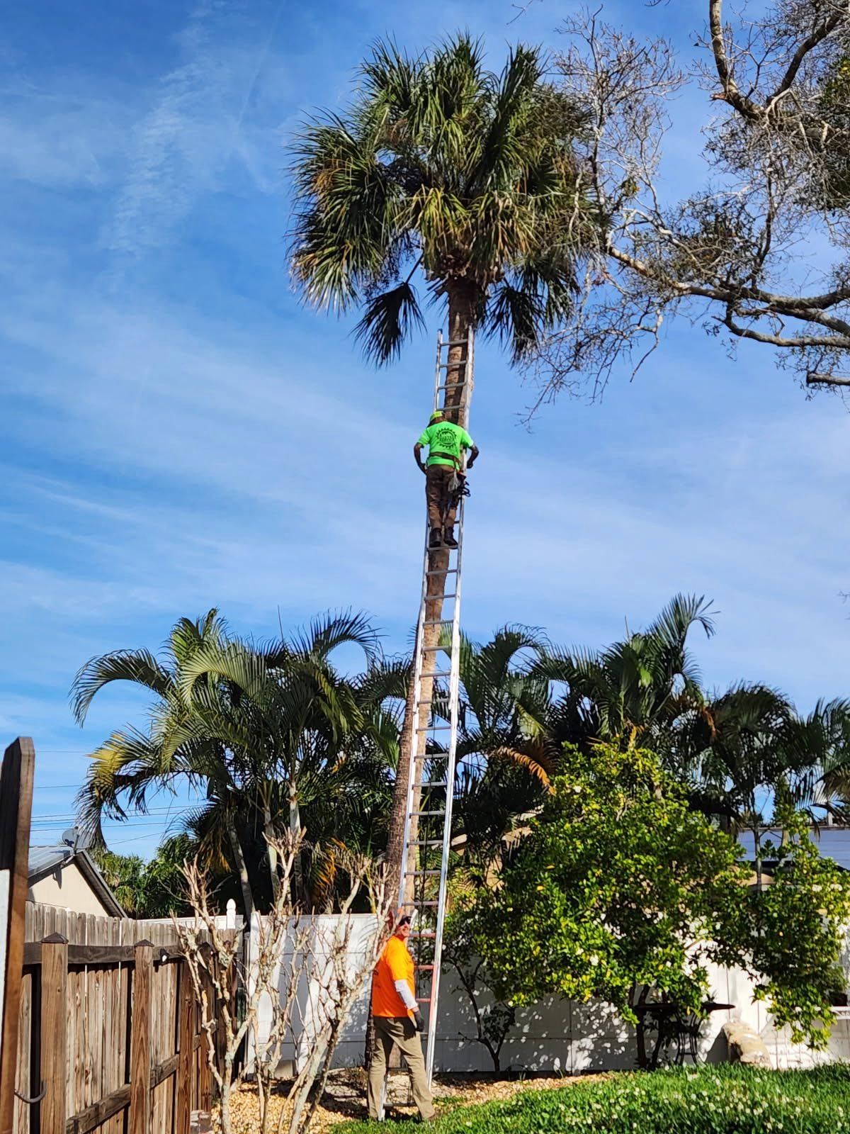  for Bills Tree Service in Valrico, FL