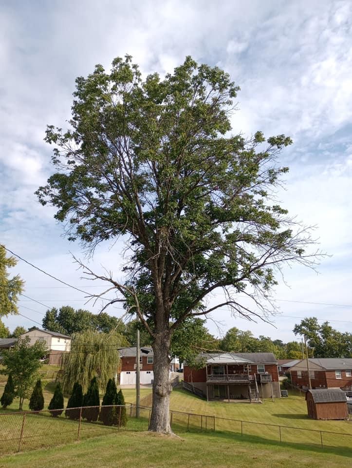  for Kingdom Tree Trimming and Removal LLC in Covington, KY