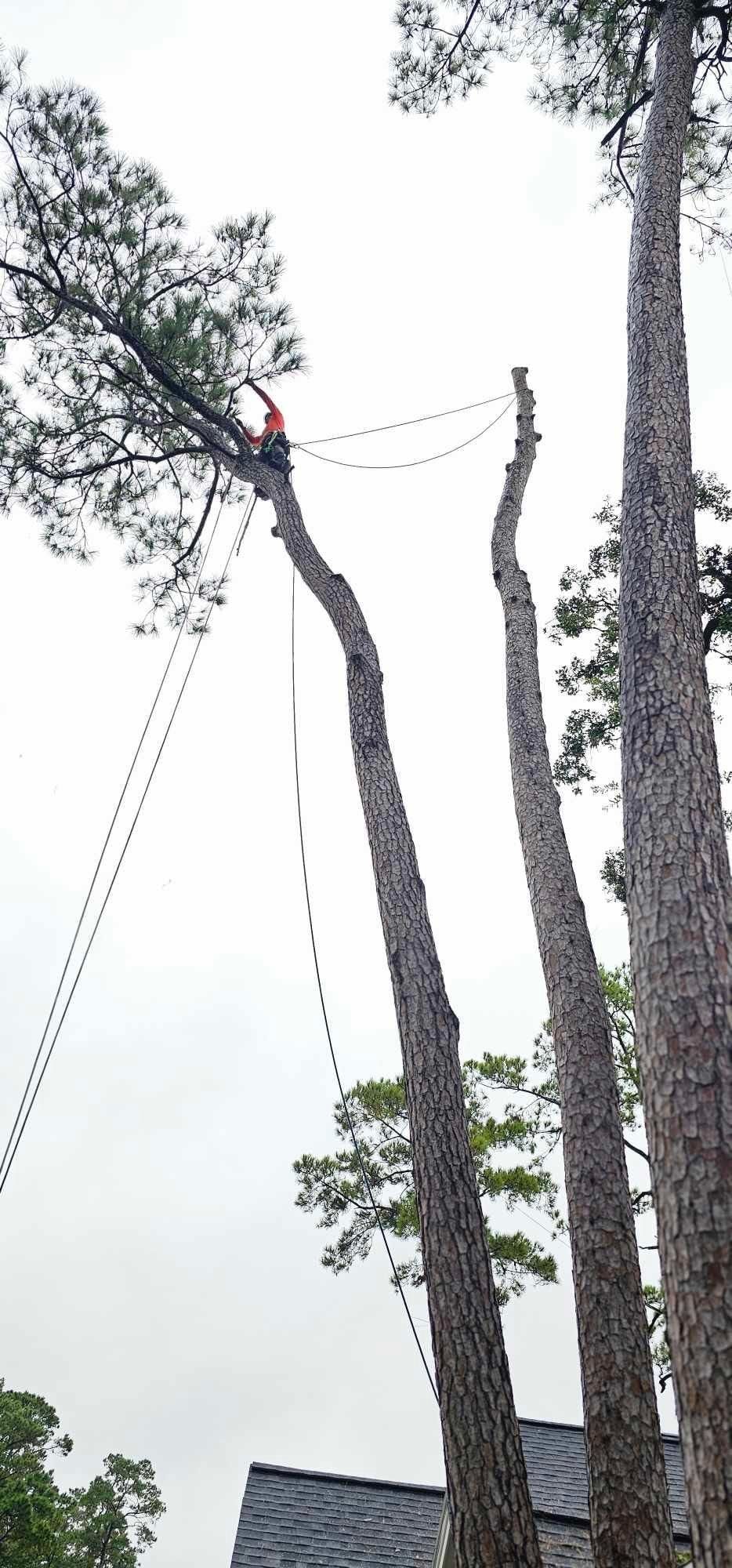  for Servin's Tree Care  in Houston, TX