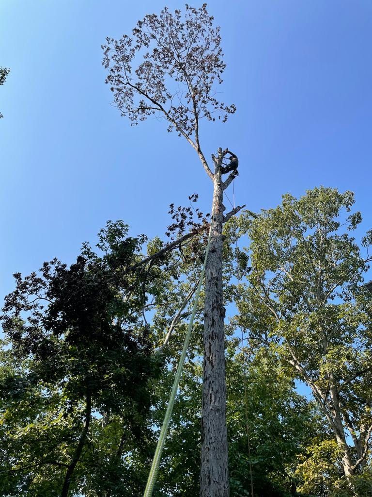 Tree Removal for Rosales Landscaping LLC in Lake Gaston, North Carolina