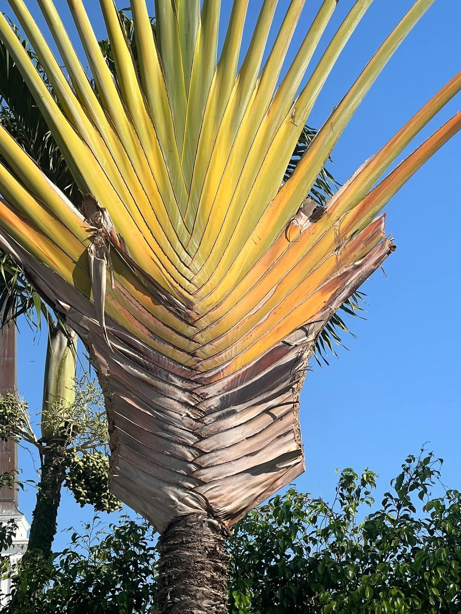 Tree Trimming and Removal for Rey Landscaping & Lawn service LLC in West Palm Beach,  FL