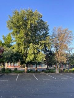 All Photos for Sammy's Tree Services in Sacramento, CA