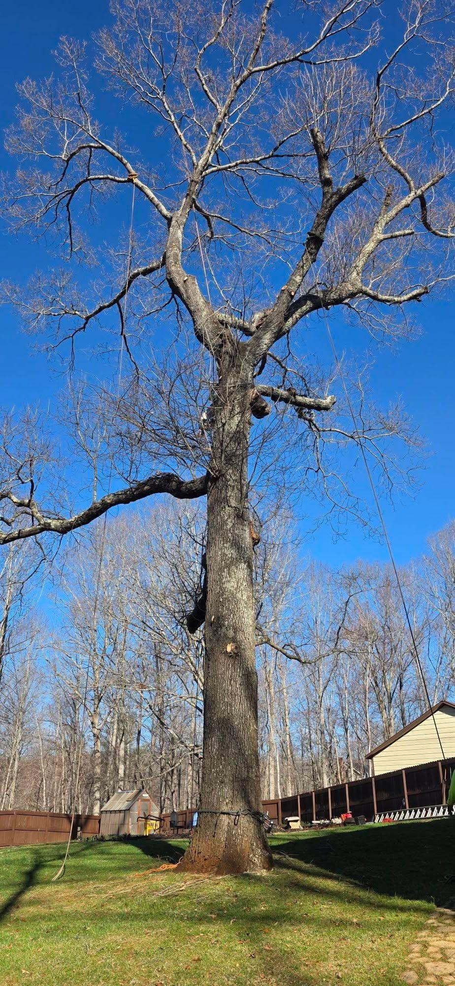  for Hamlett Tree Service LLC in Clover, VA