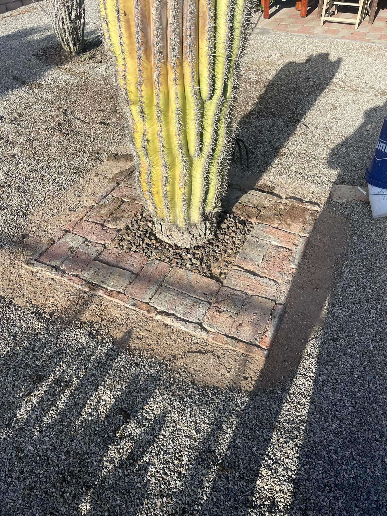  for Oliver L. Palm & Tree services in Yuma County, AZ