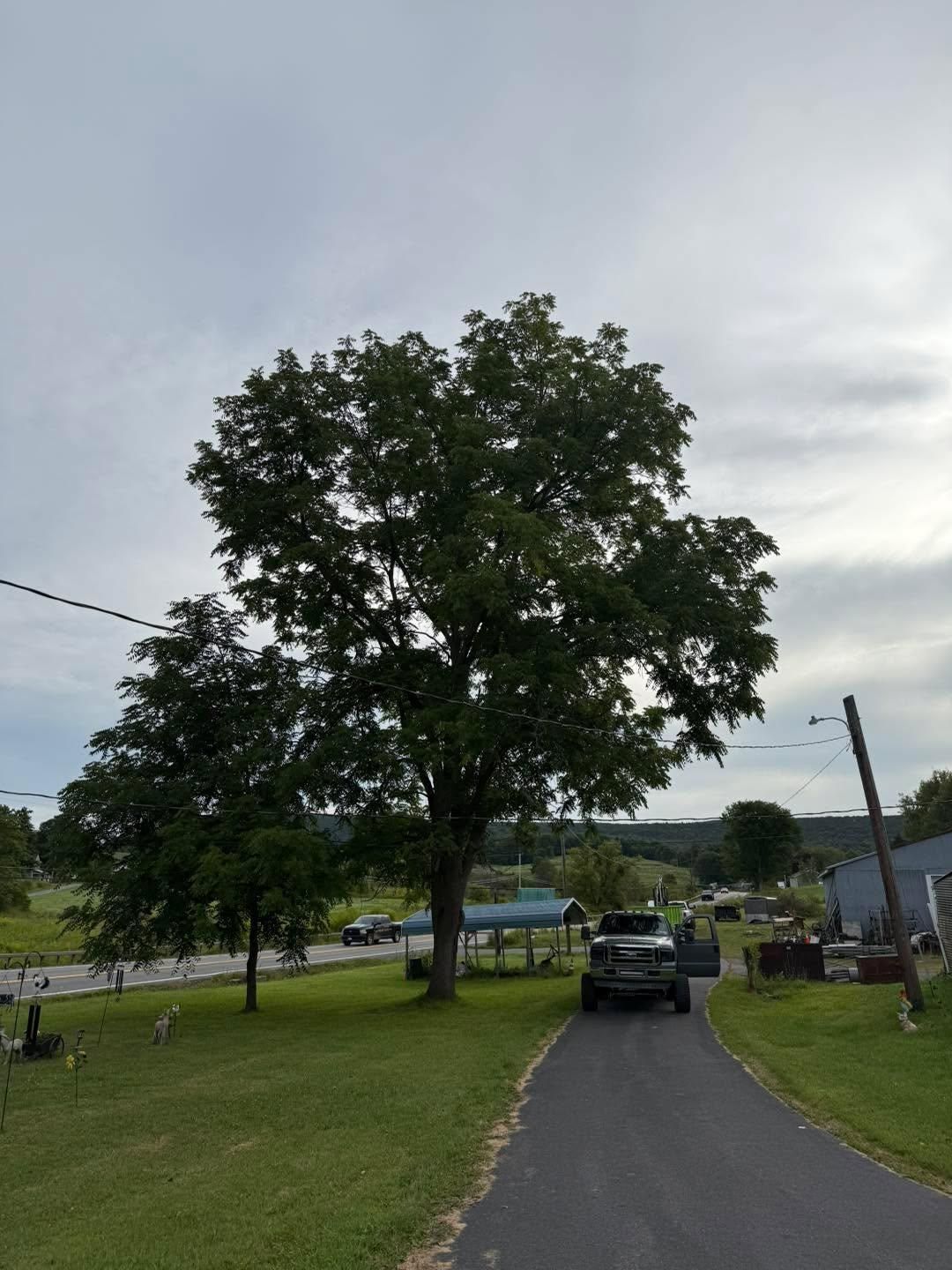  for Sterlings Tree Removal in Cobleskill, New York