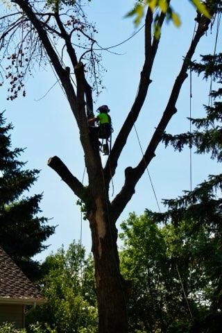  for Clean Cut Tree Service in Gillette, WY