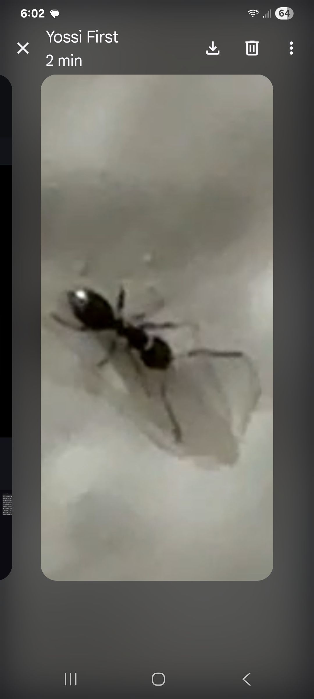  for Niko's Pest Control in Las Vegas, NV