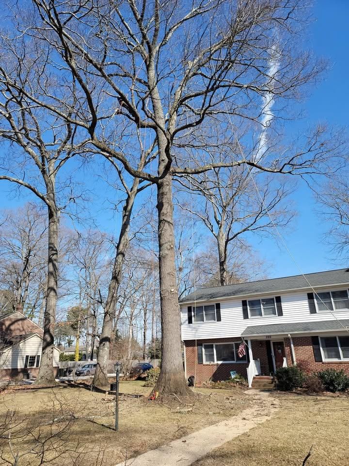  for Integrity Tree and Landscaping in Lynchburg, VA