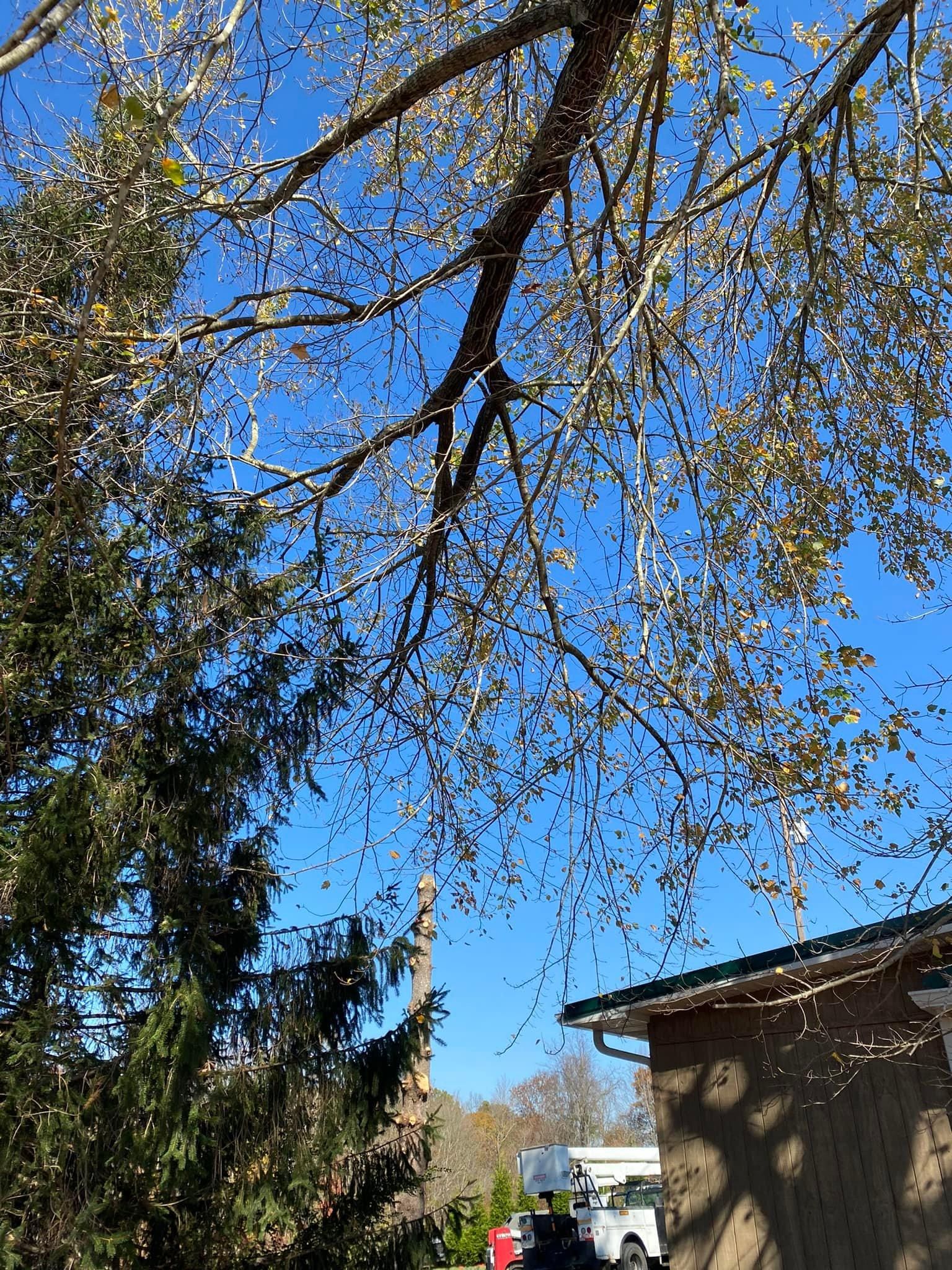 Tree Removal for Atwood’s Tree Care in Liberty,  KY