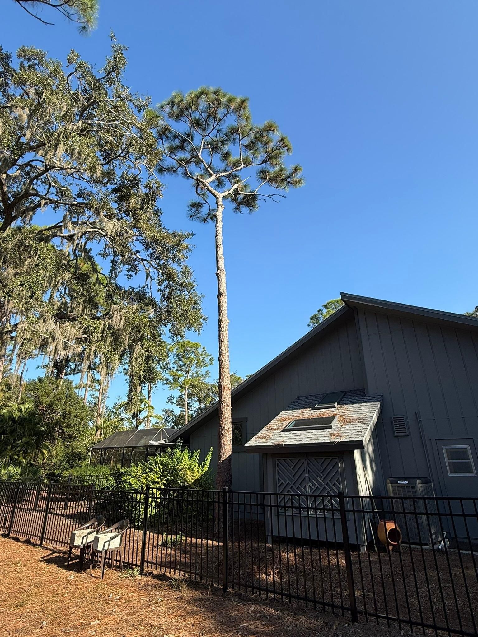  for Damian’s Tree Care in Sarasota, FL