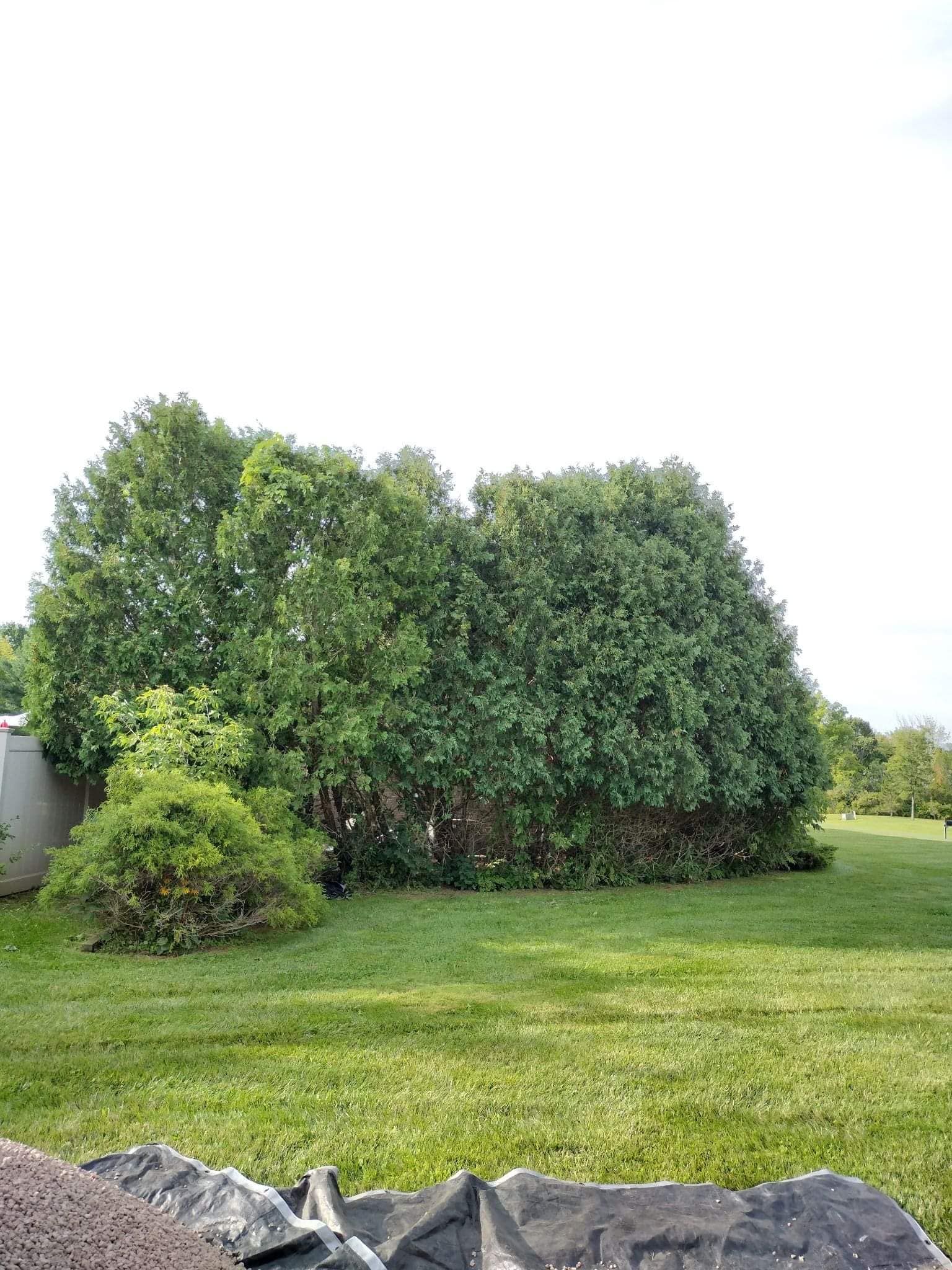 Lawn-Maintenance for Puleo Landscape LLC in Chittenango , NY