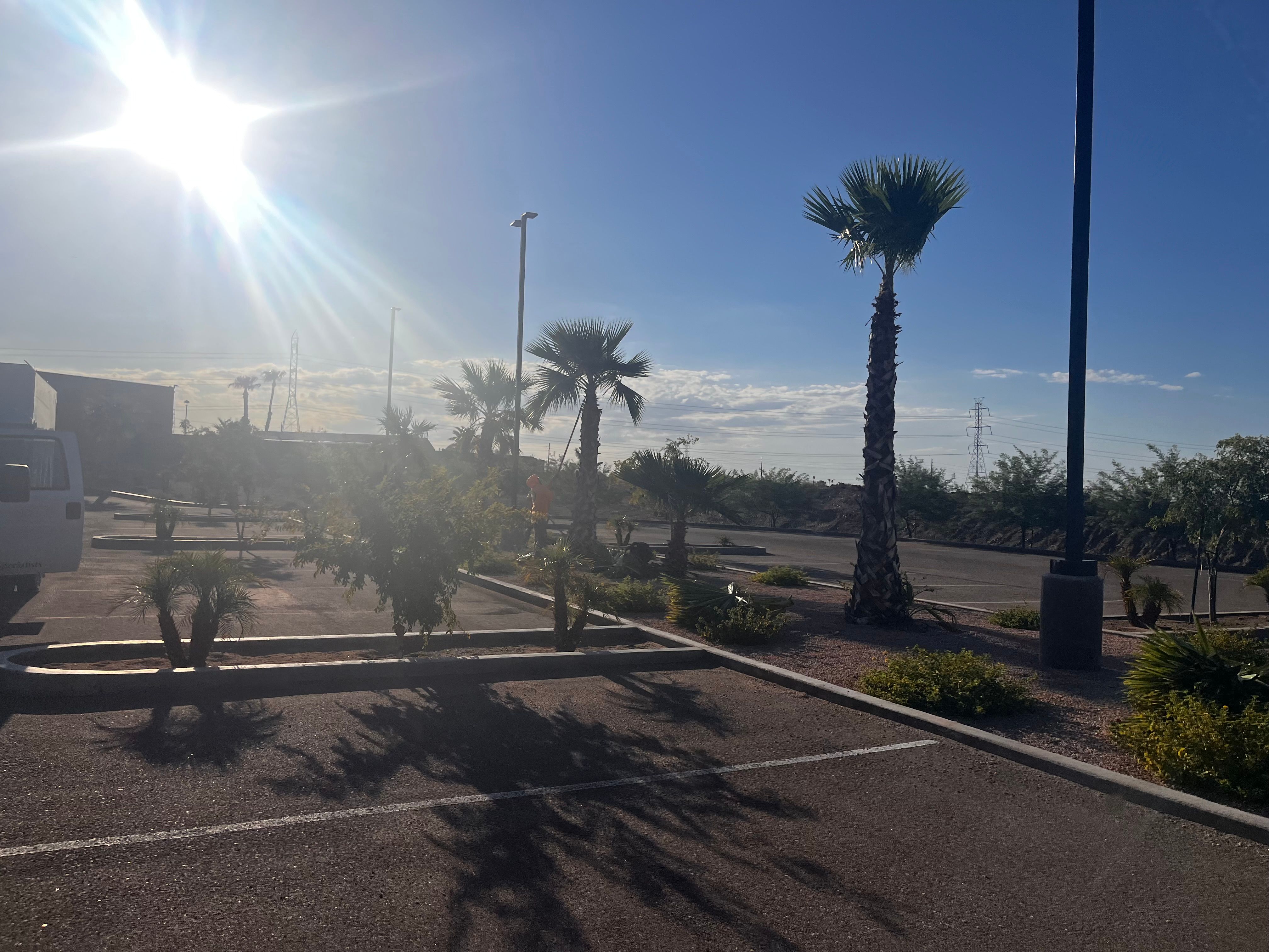  for AZ Tree & Hardscape Co in Surprise, AZ