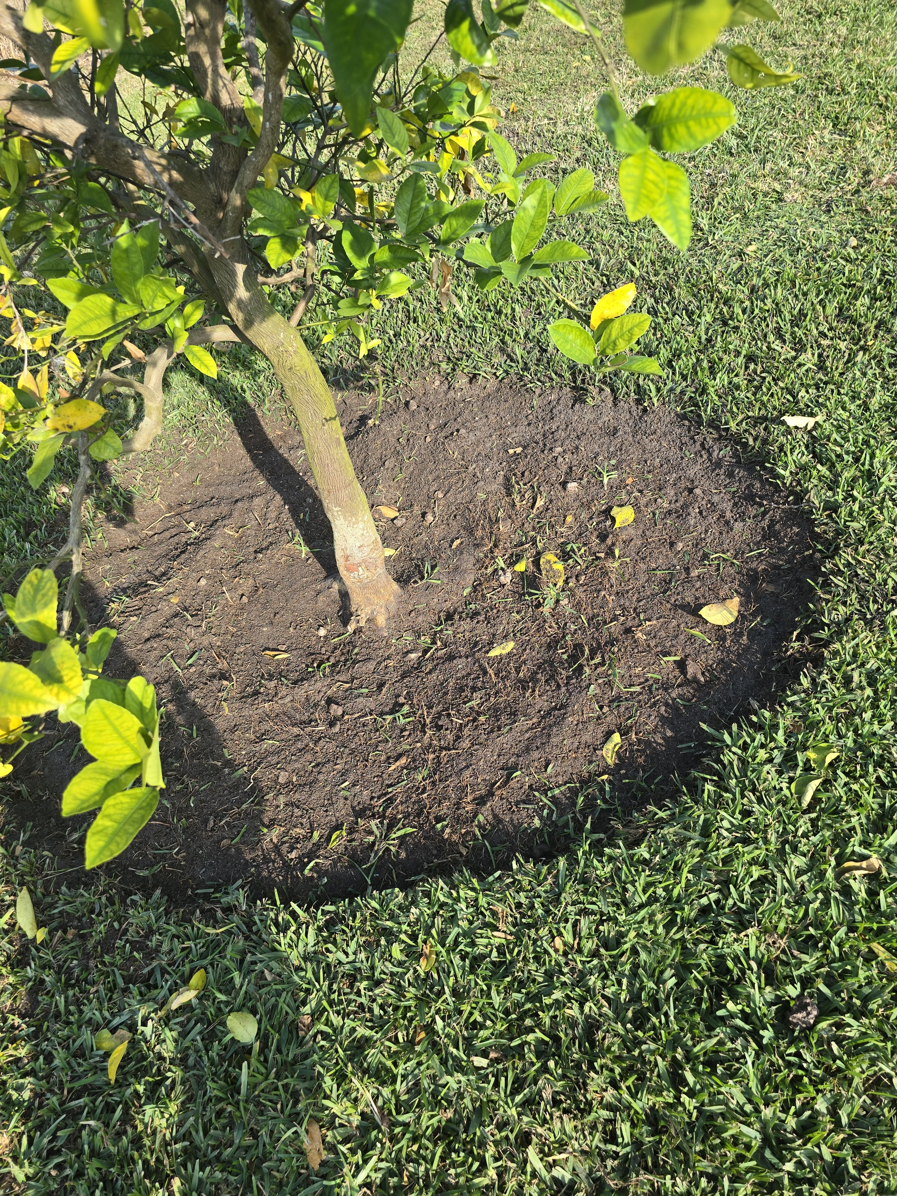  for Bridgewater Arbor Care LLC in Jupiter, FL