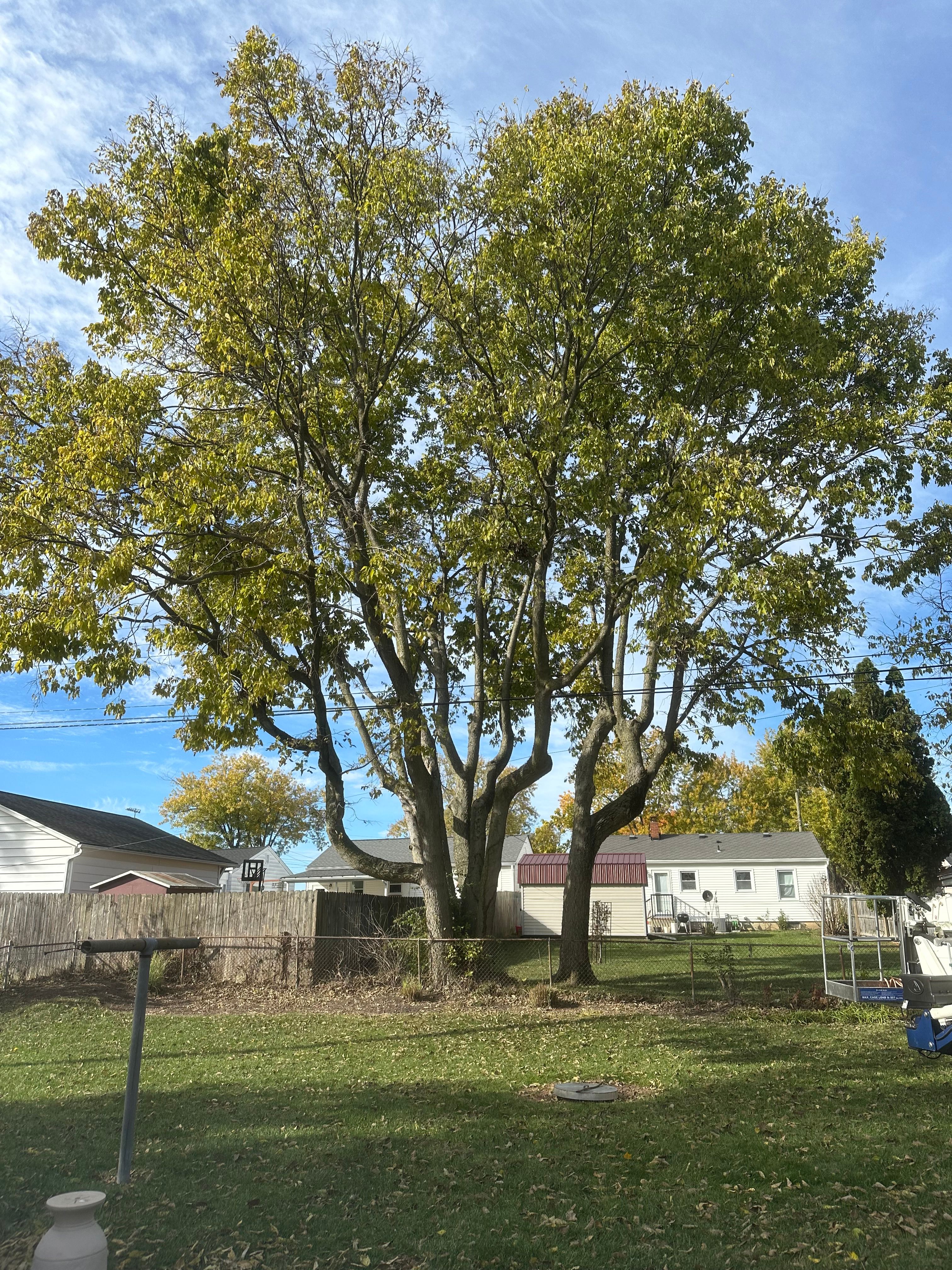 All Photos for Pro Tree Trim & Removal, Llc in Dayton, OH