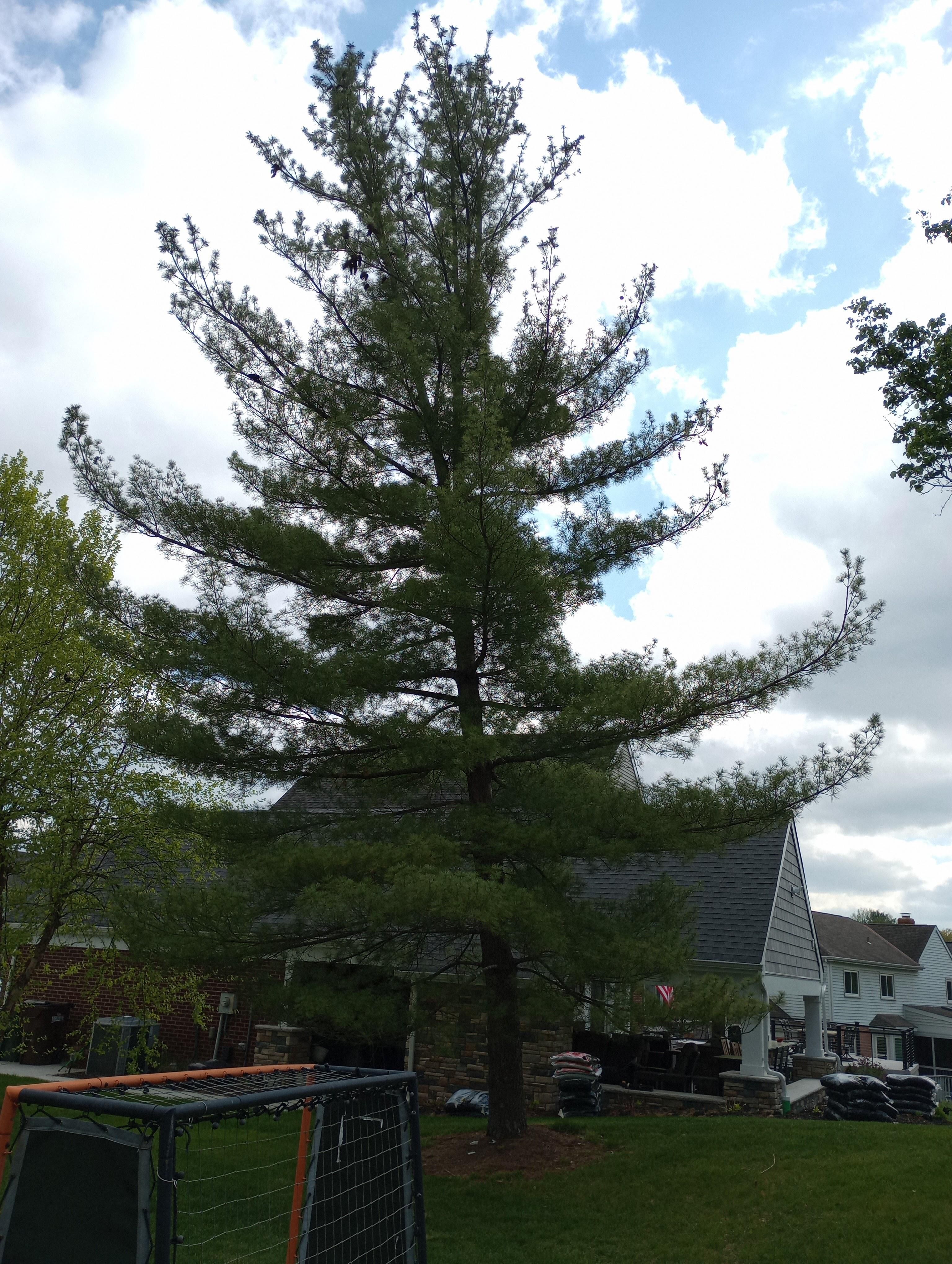  for Kingdom Tree Trimming and Removal LLC in Covington, KY