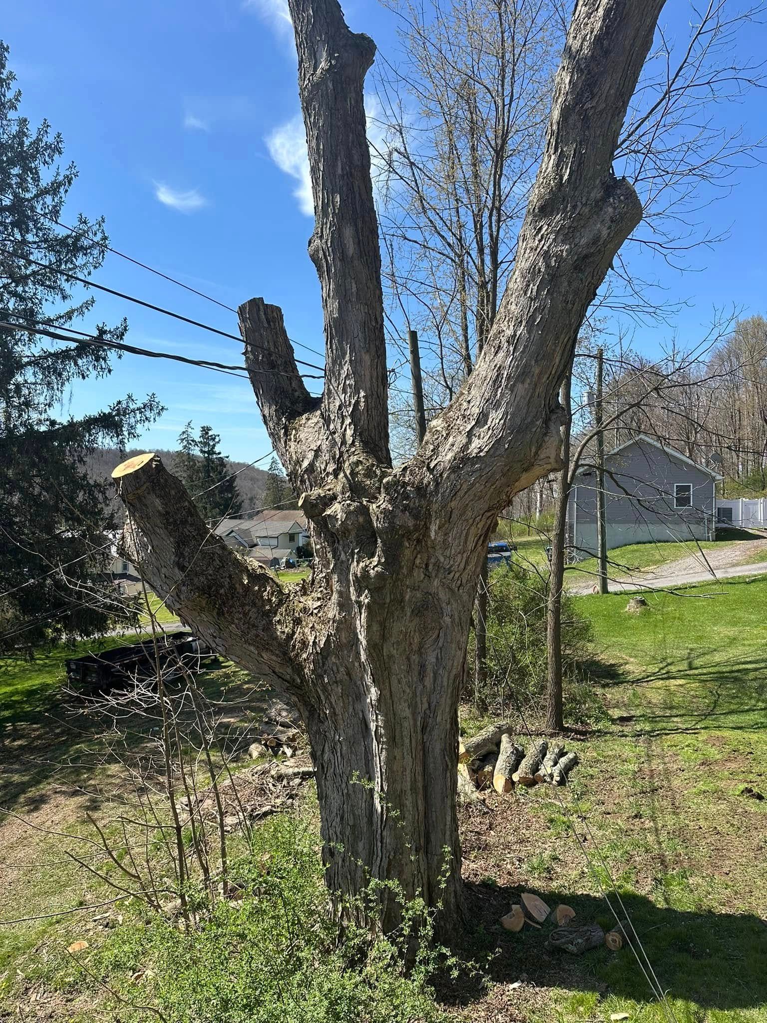  for All American Tree Services LLC in Dallas, PA