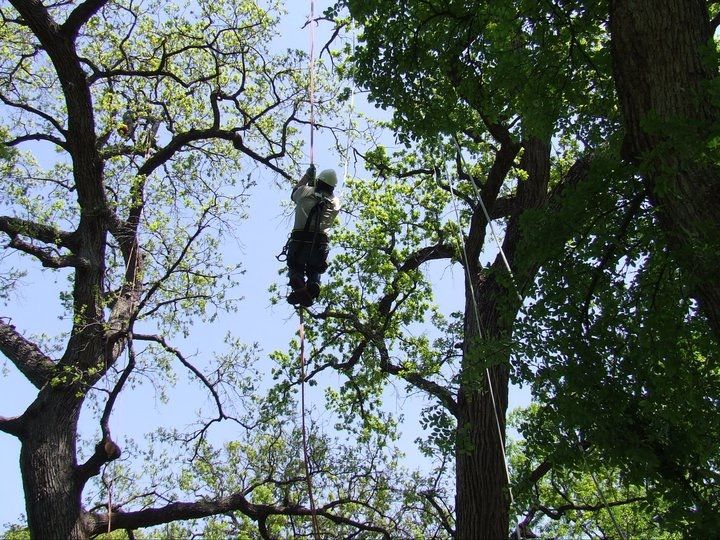  for TLC Professional Tree Service in Bedford, TX