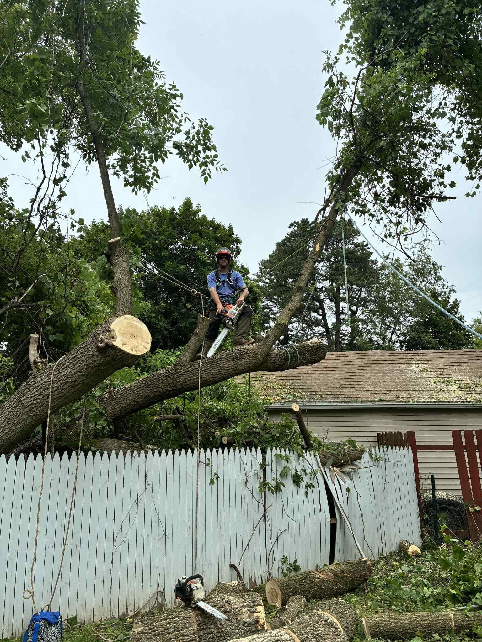  for T's Trees in Albany, NY