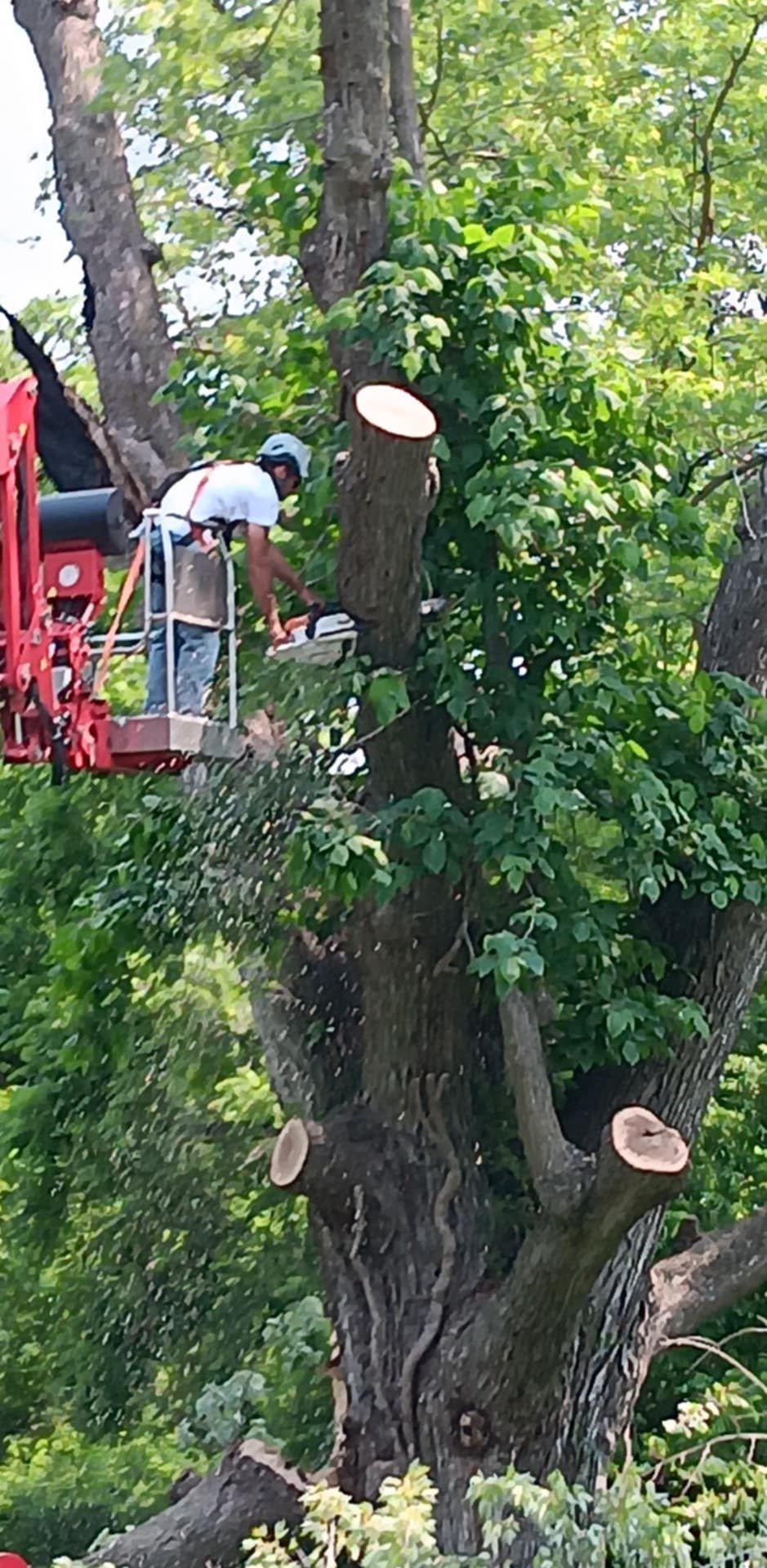  for Lawn Ranger Yard And Tree Service LLC in Ottumwa, IA