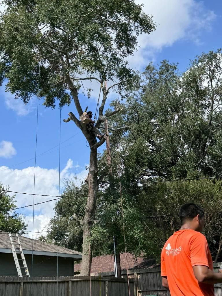  for Servin's Tree Care  in Houston, TX