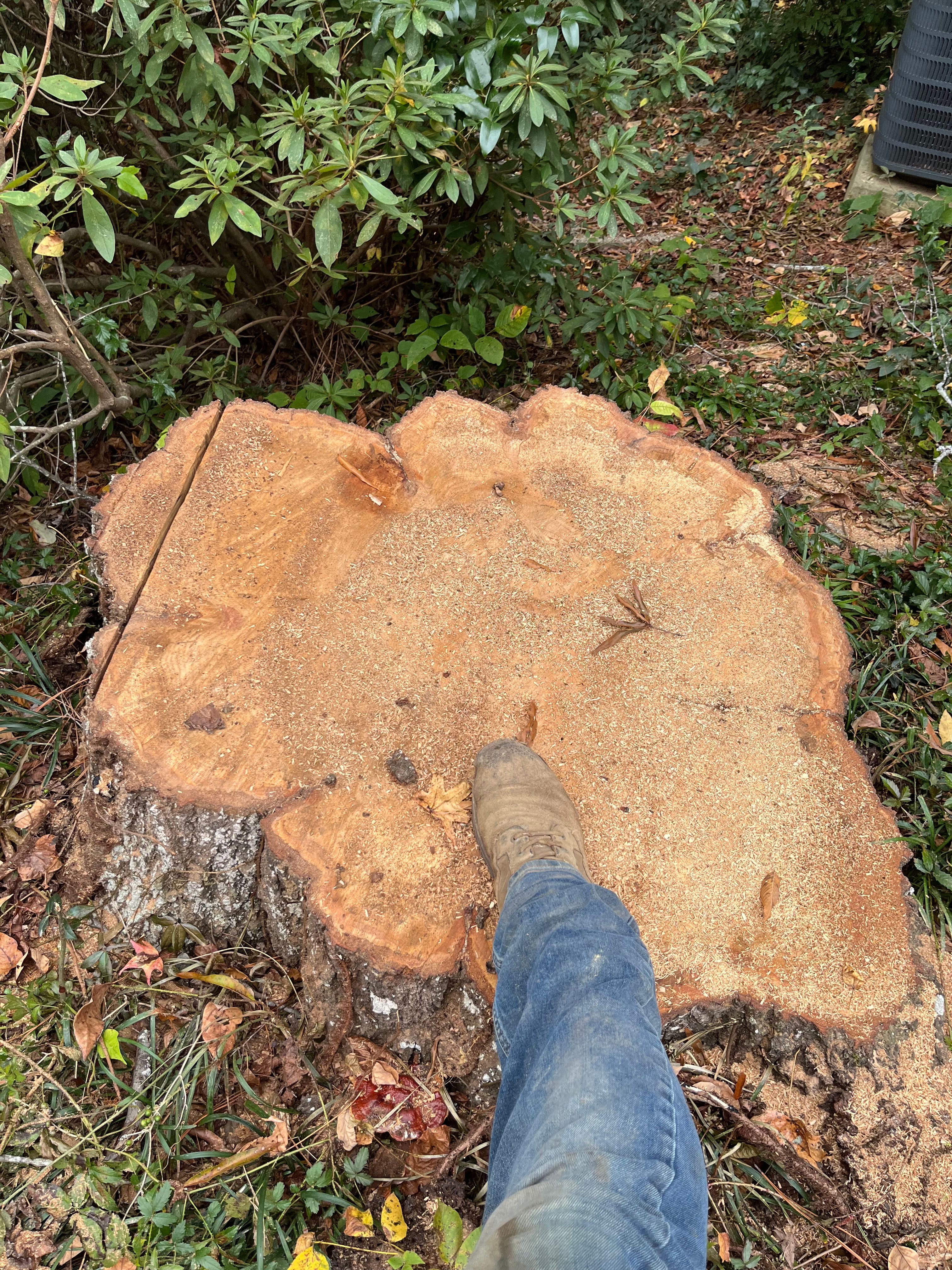 Stump Grinding for Otis Lee Stump Grinding LLC in Elgin, SC