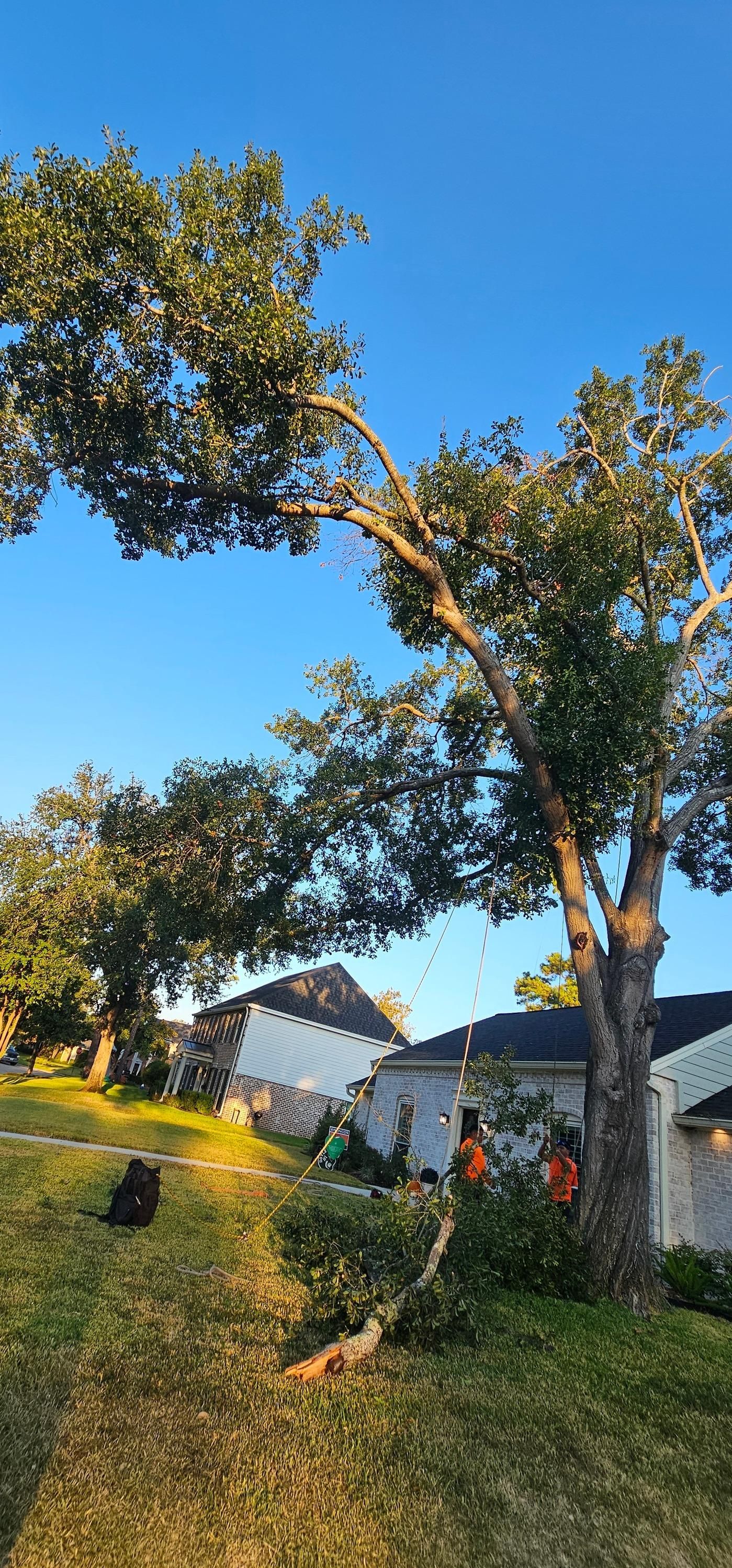  for Servin's Tree Care  in Houston, TX