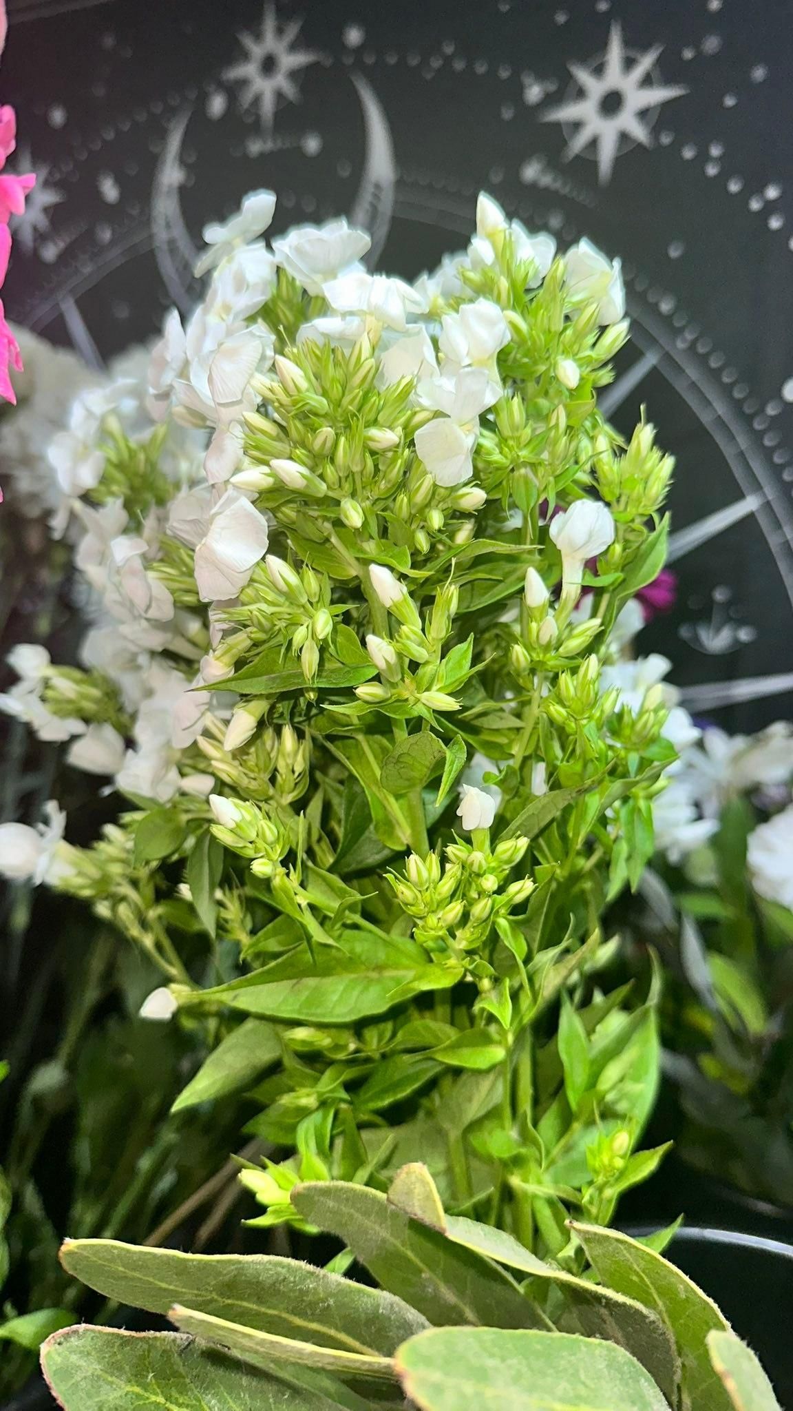  for The Dailey Daisy in Hardwick, VT