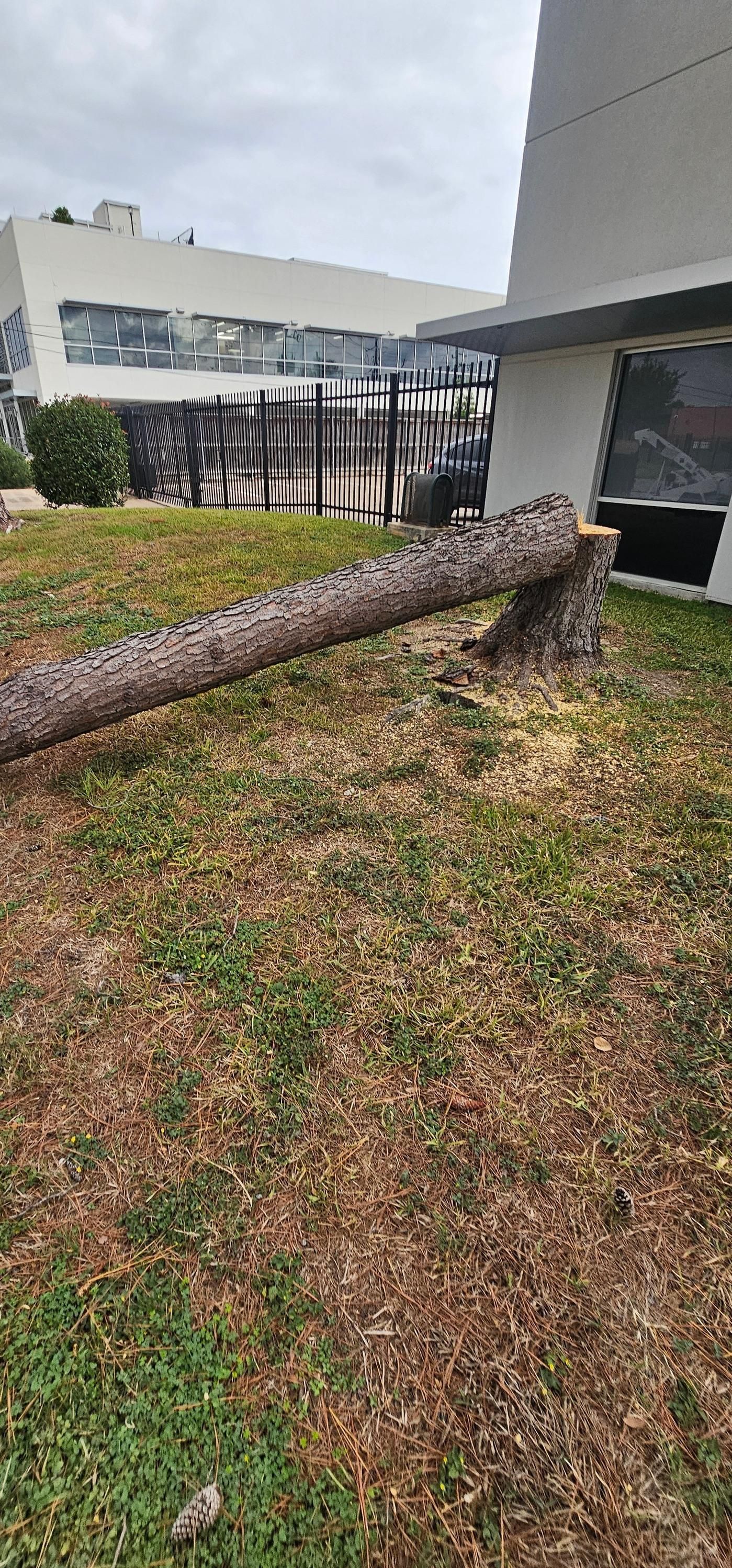  for Servin's Tree Care  in Houston, TX