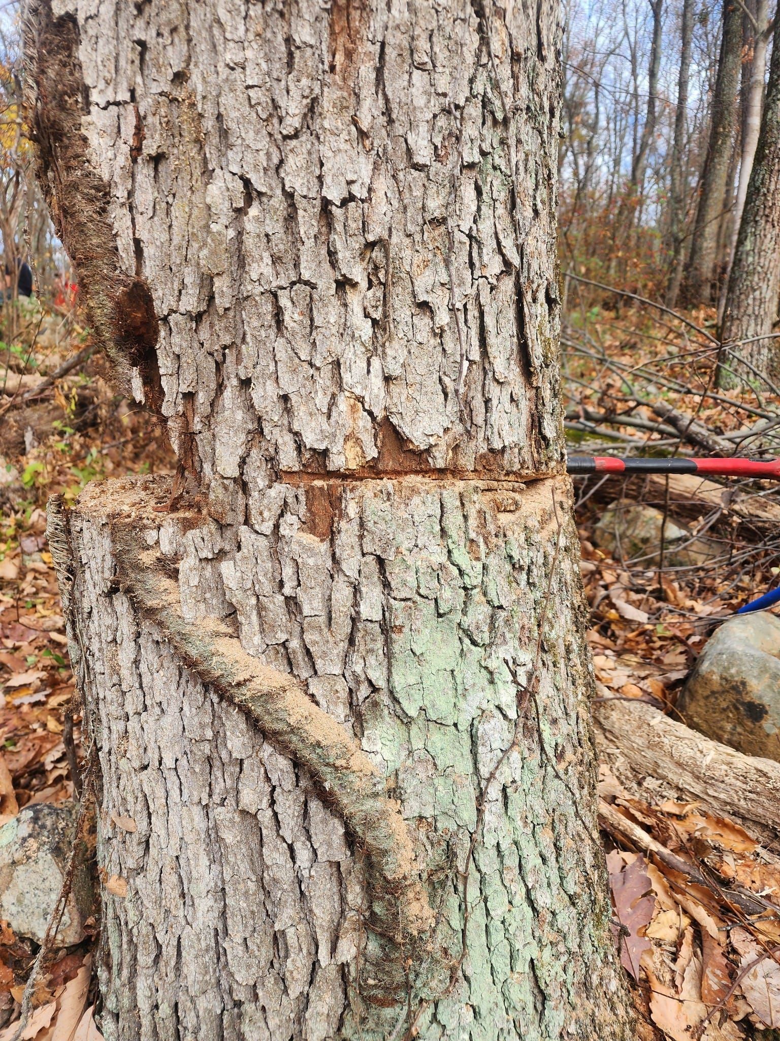  for Reagan & Sons Tree Service in Dandridge, TN