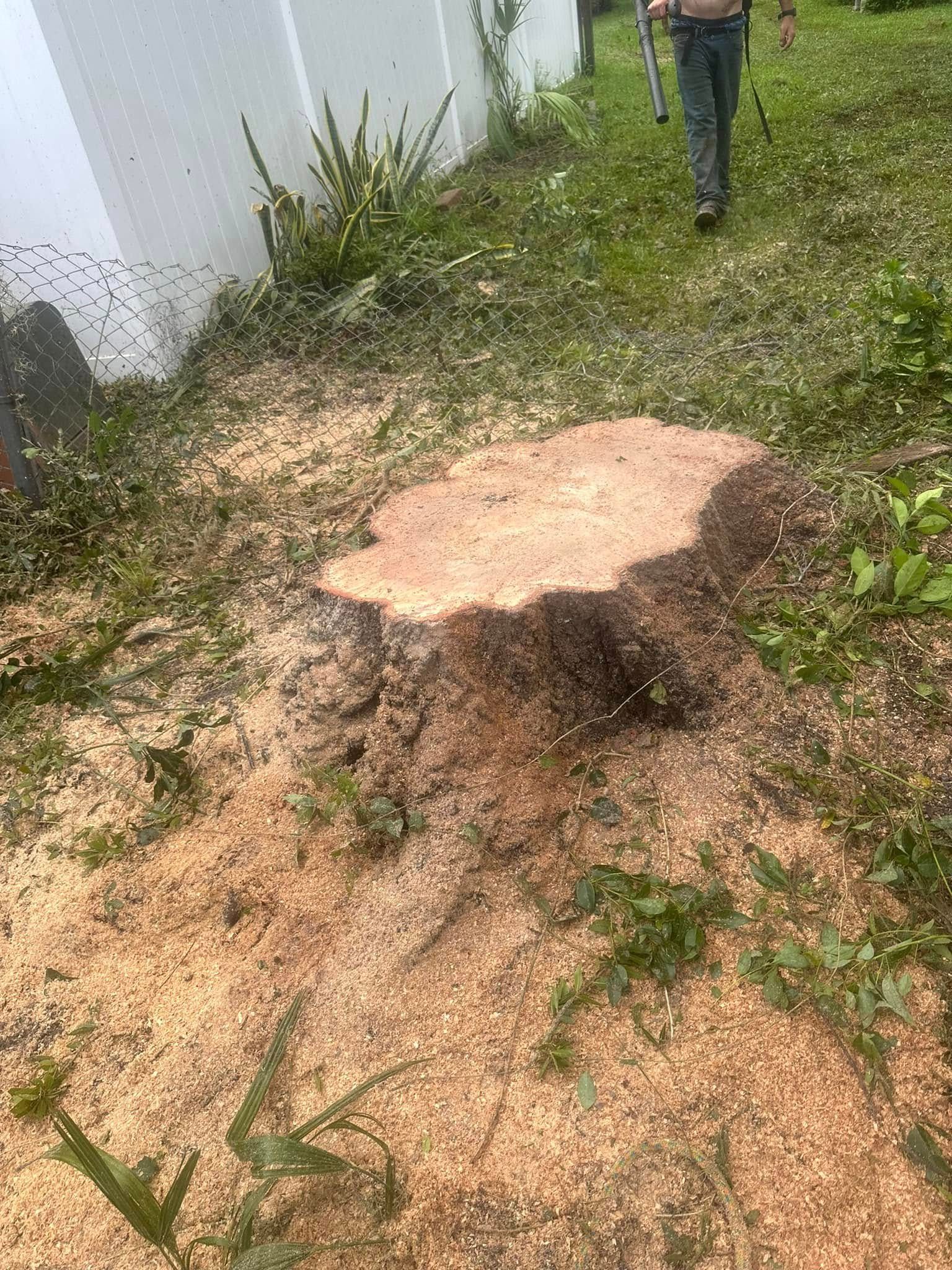  for Narrow Path Tree Service in Deland, FL