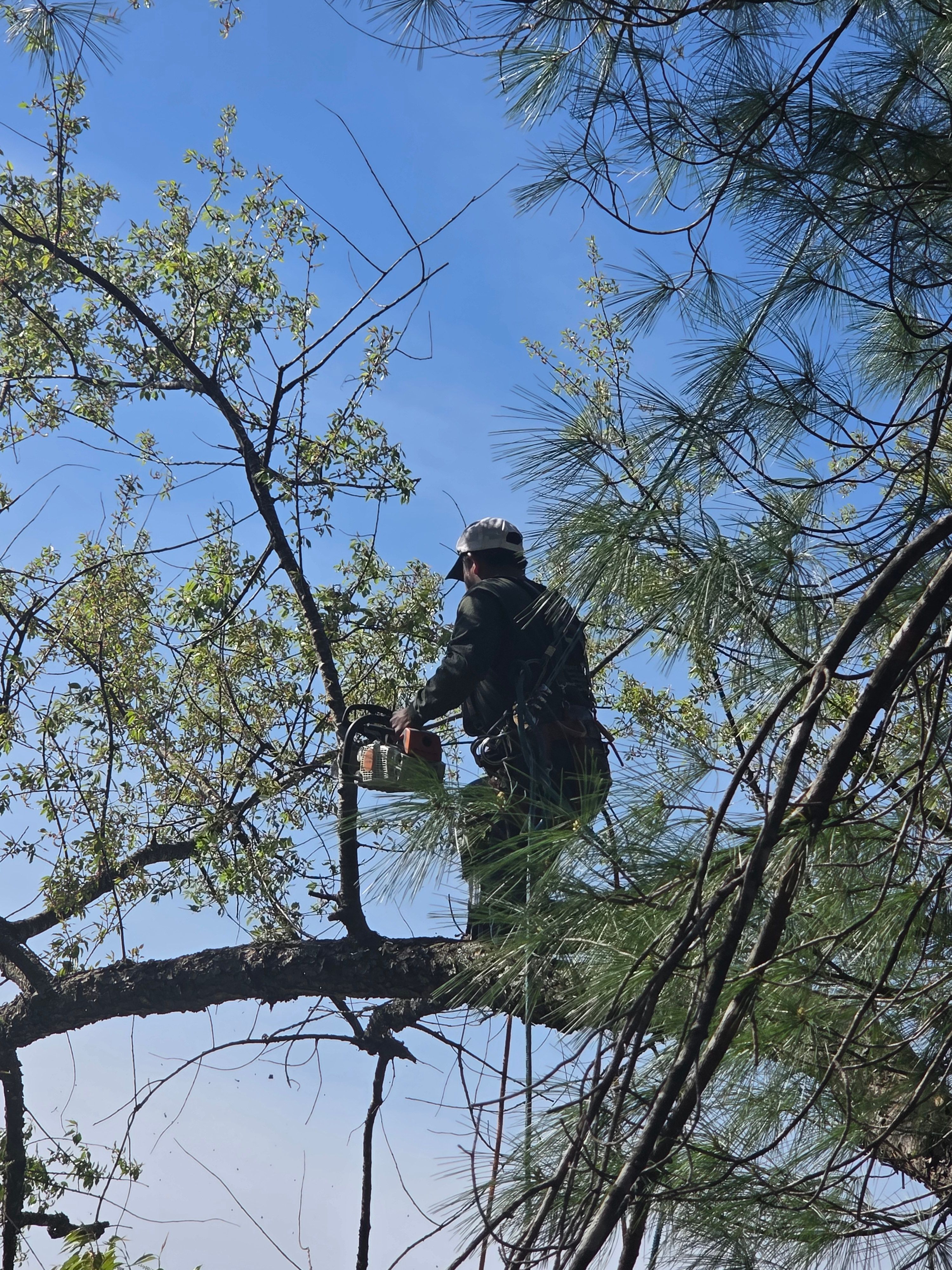 for Green Brothers Tree Services in Blacksburg, VA